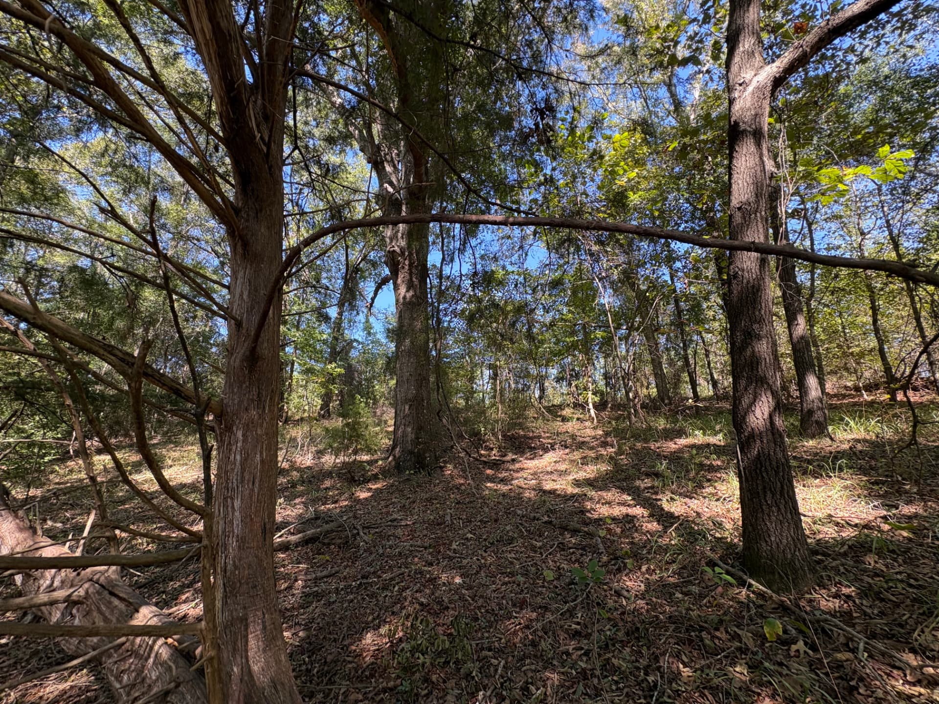 Mature hardwoods and cedar in the creek bottom