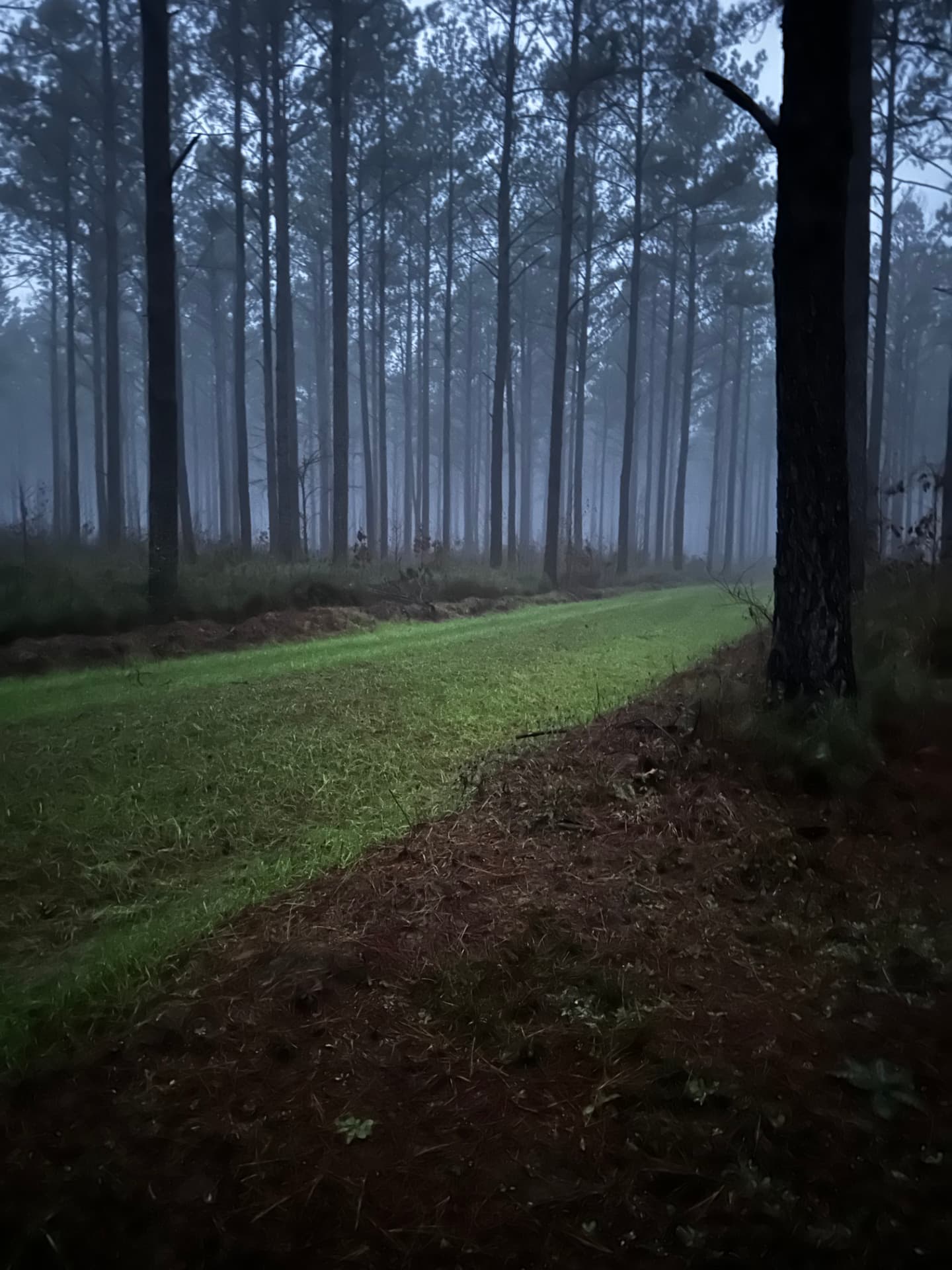 Morning fog hanging low over timbered ground in Alabama