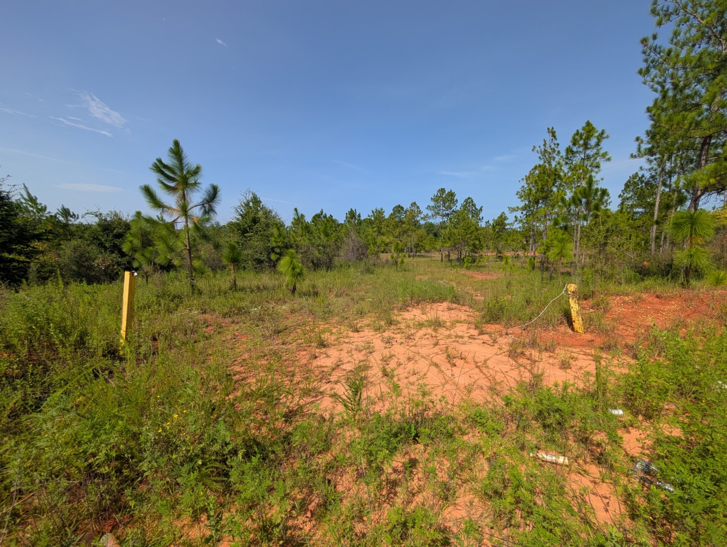 Cleared spot at the edge of the pine stand