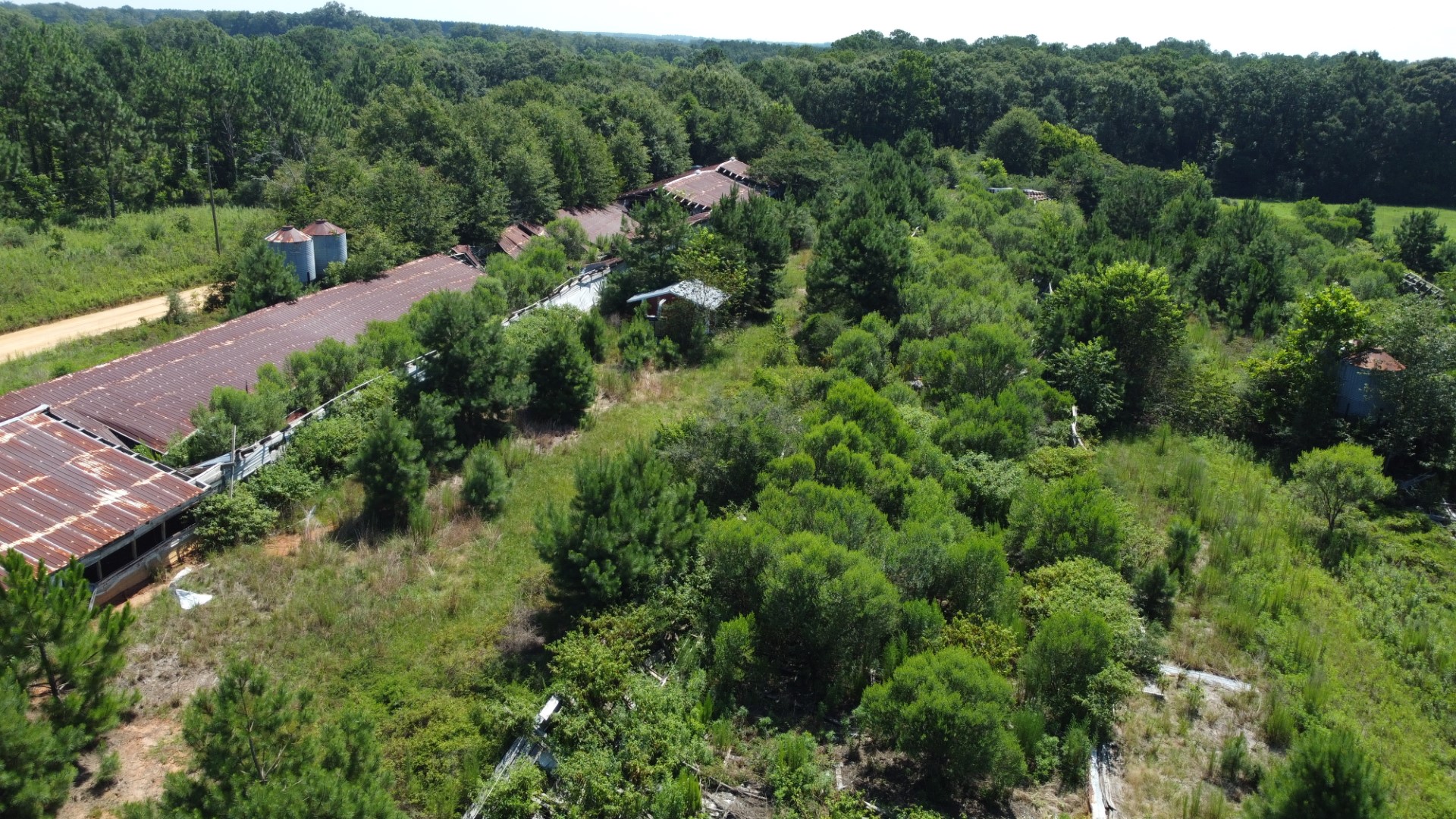 Brush and overgrowth around the former poultry houses