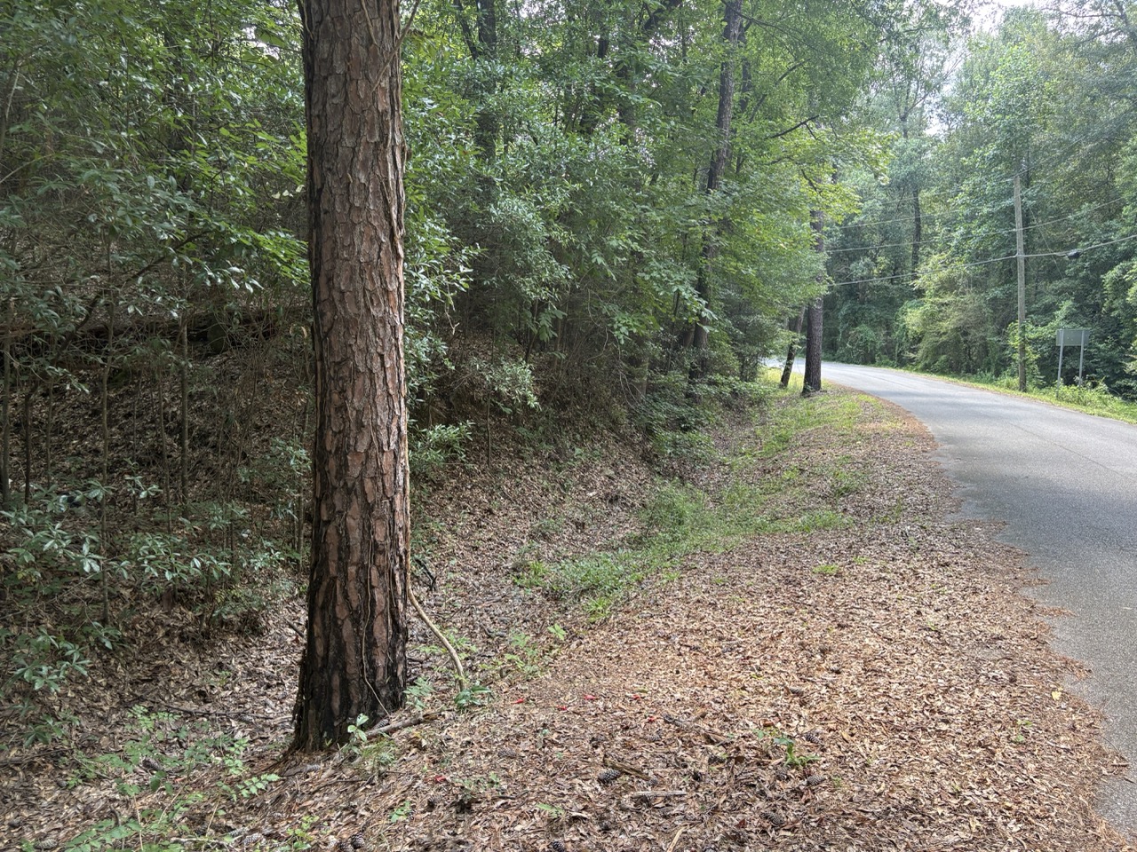 Mature pine and wooded slope along the street at Woodmont Lot 40