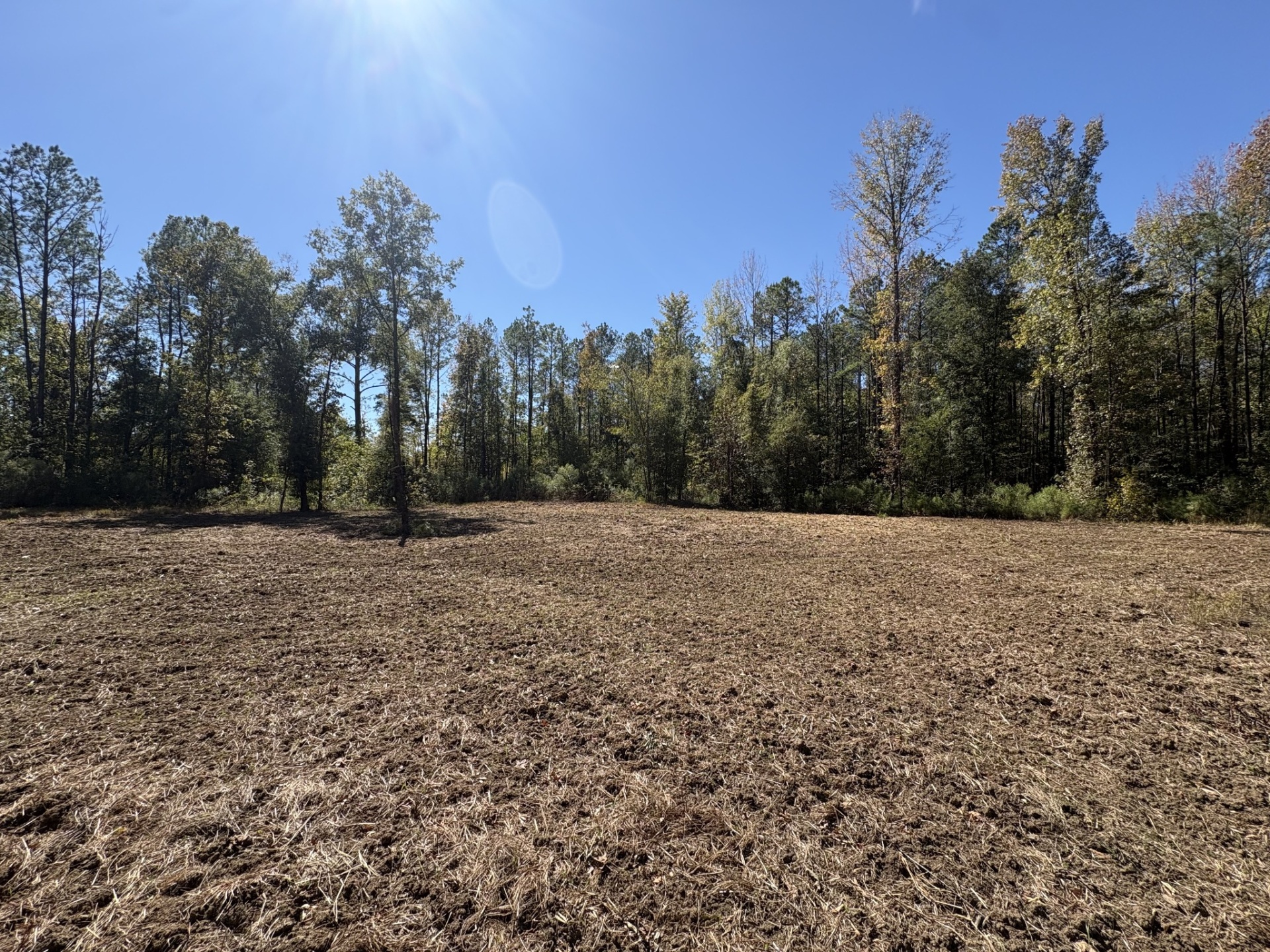 Broad prepared wildlife opening at Flatwood 40 Tract, Marengo County, Alabama