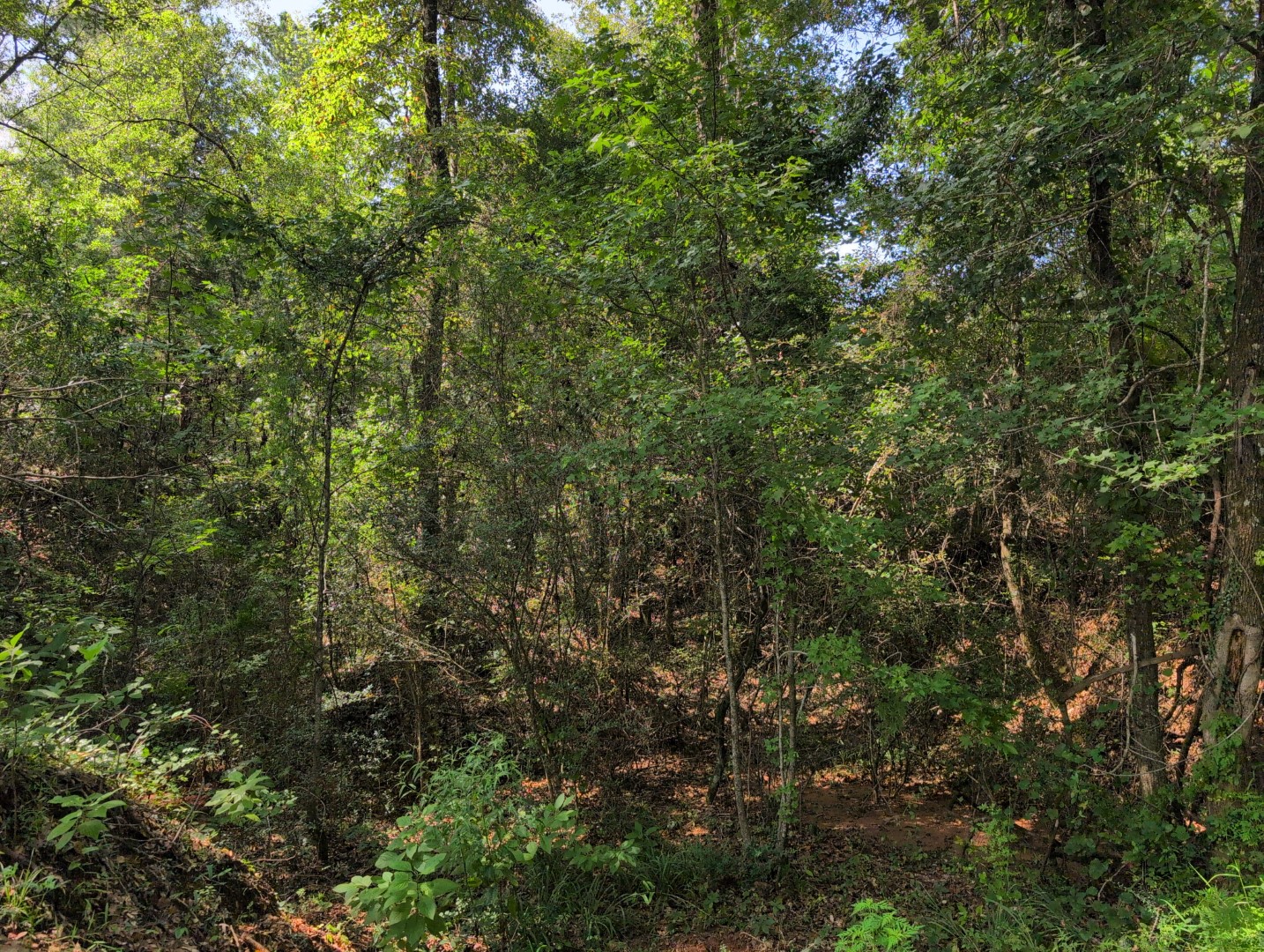 Hardwoods and pines inside the tract