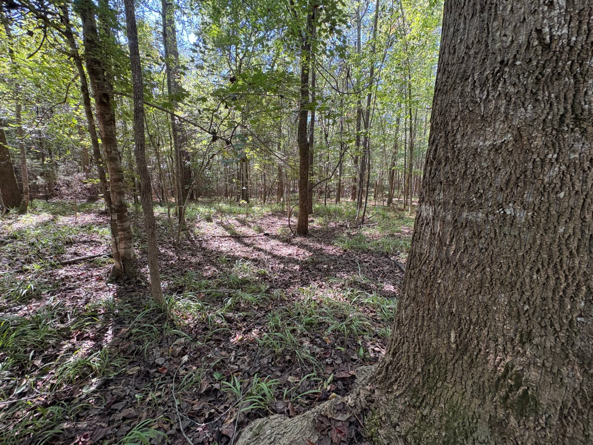 Large hardwood trunk with open woods behind