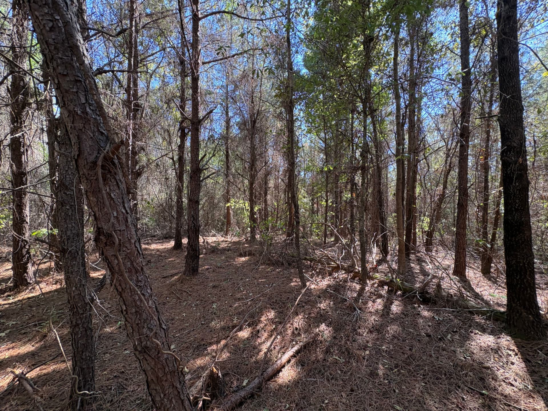 Open pine woods with a clear understory