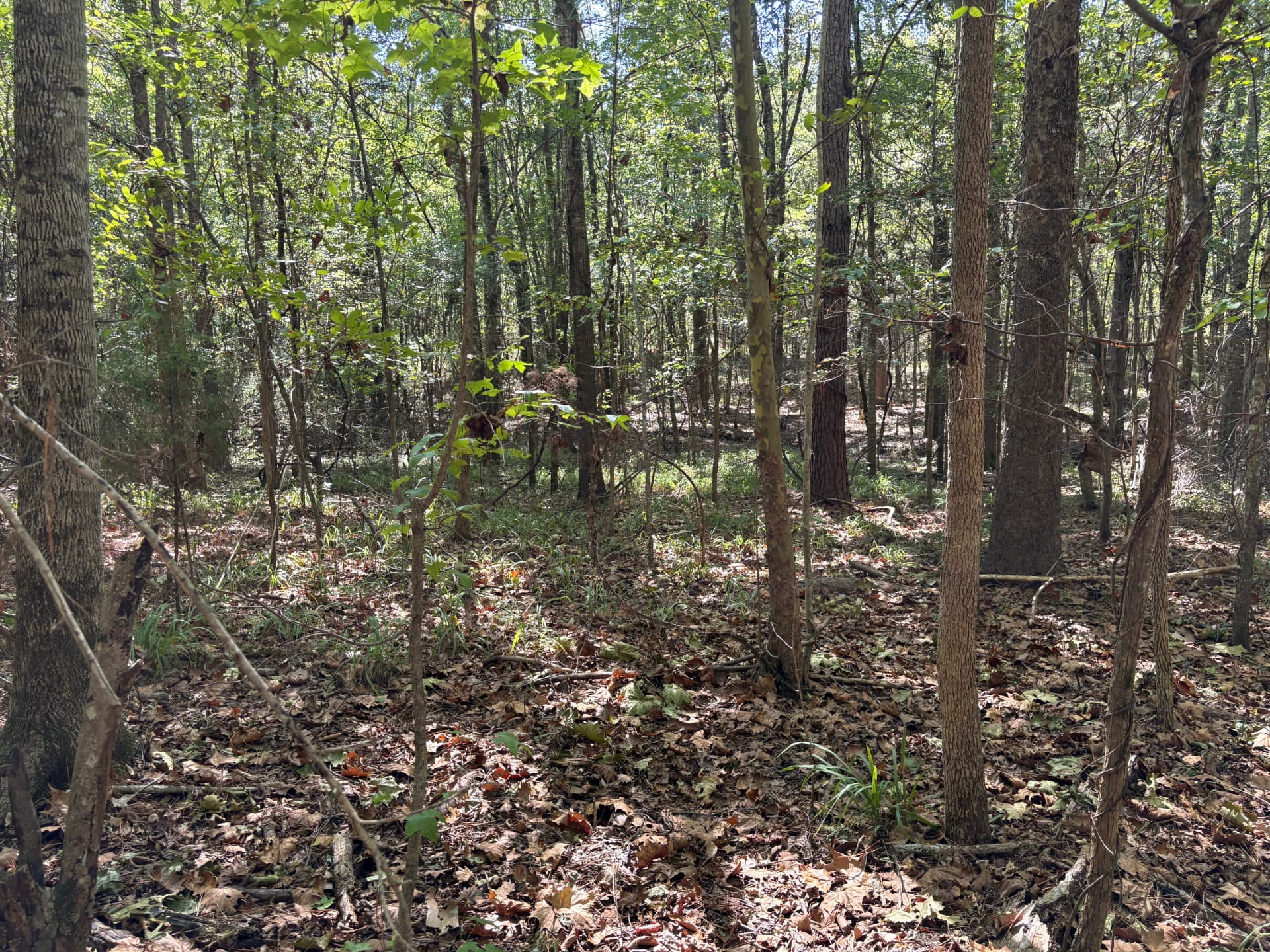 Open hardwood bottom with leaf-covered ground