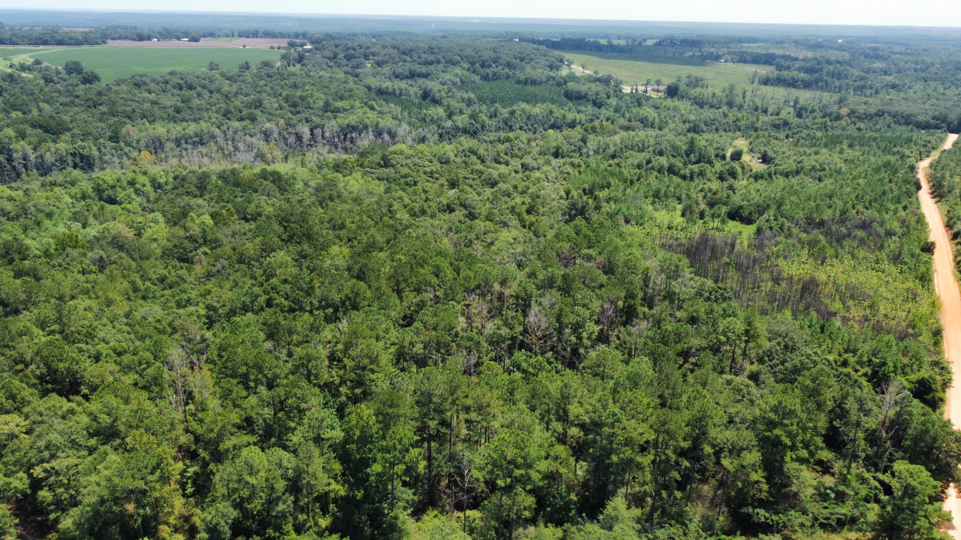 Aerial of timber with road frontage on the right