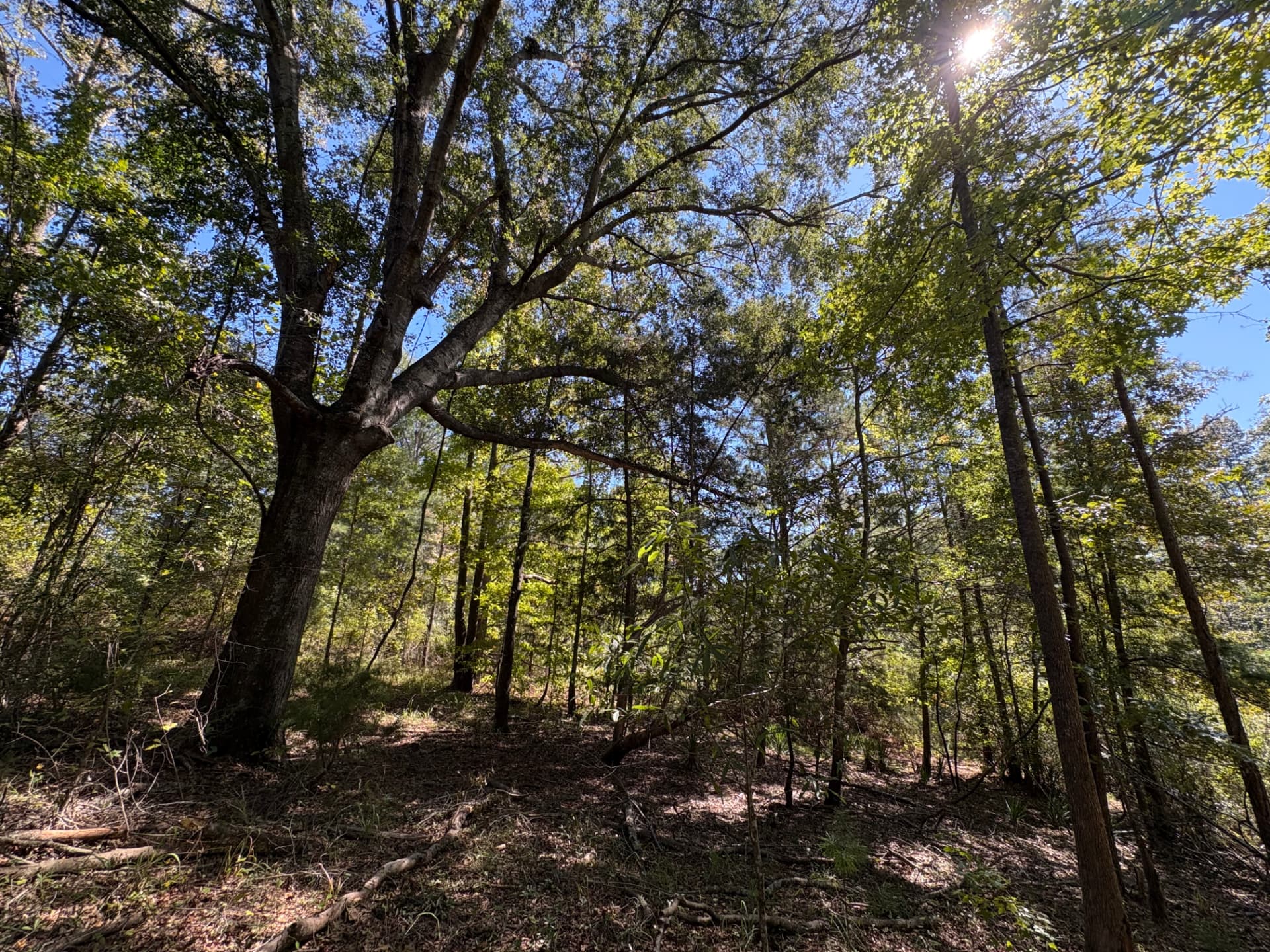 Hardwood creek bottom with open understory