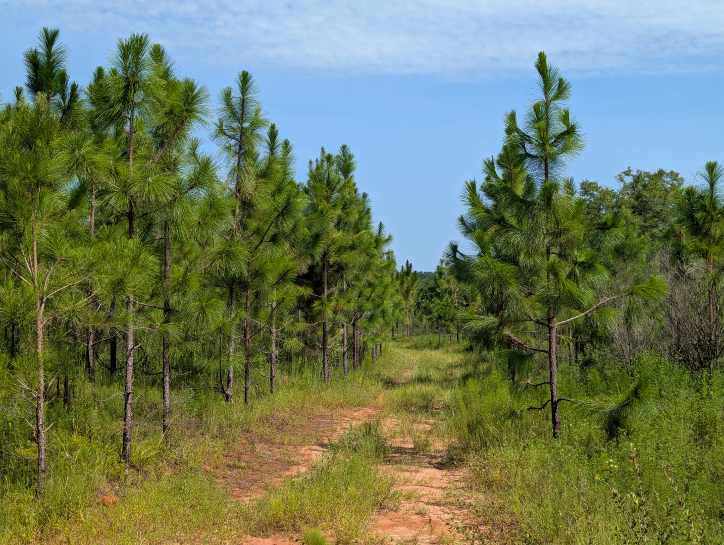 Internal trail between rows of young longleaf pine