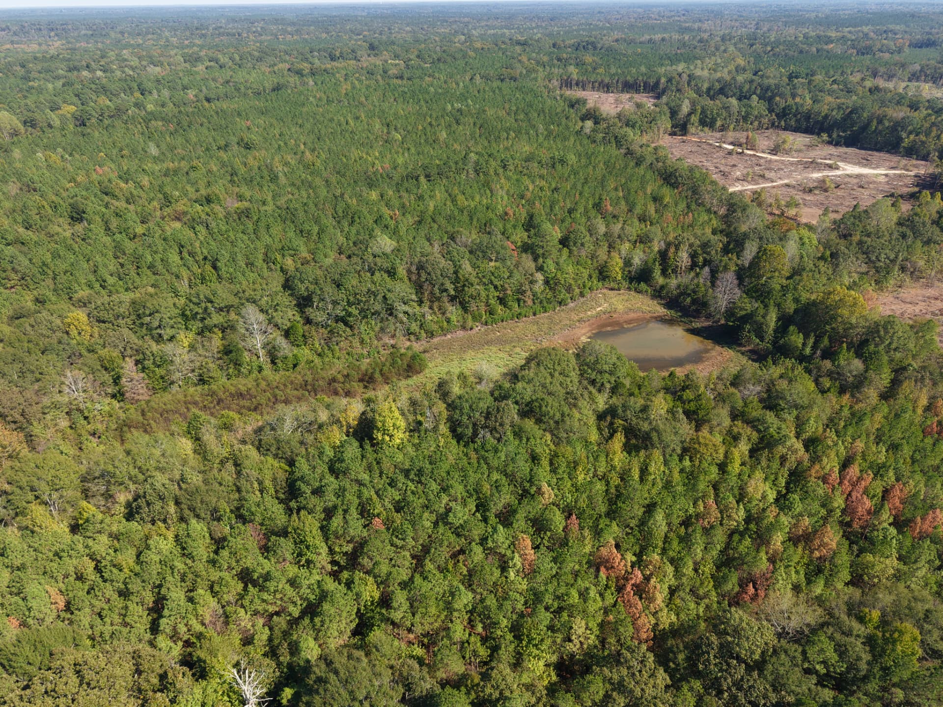 Wide aerial of pine timber across the South McKinley Tract with the pond in view