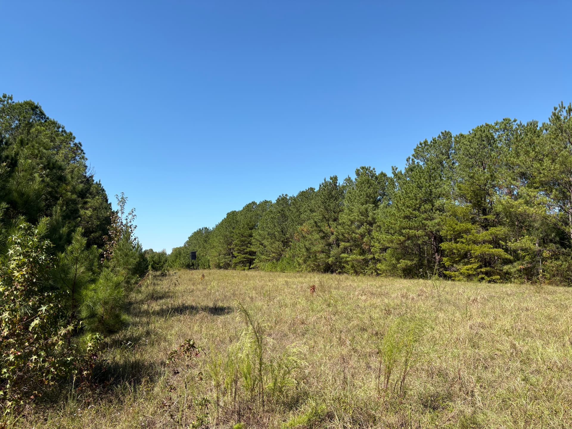 Wide grassy opening bordered by a pine treeline
