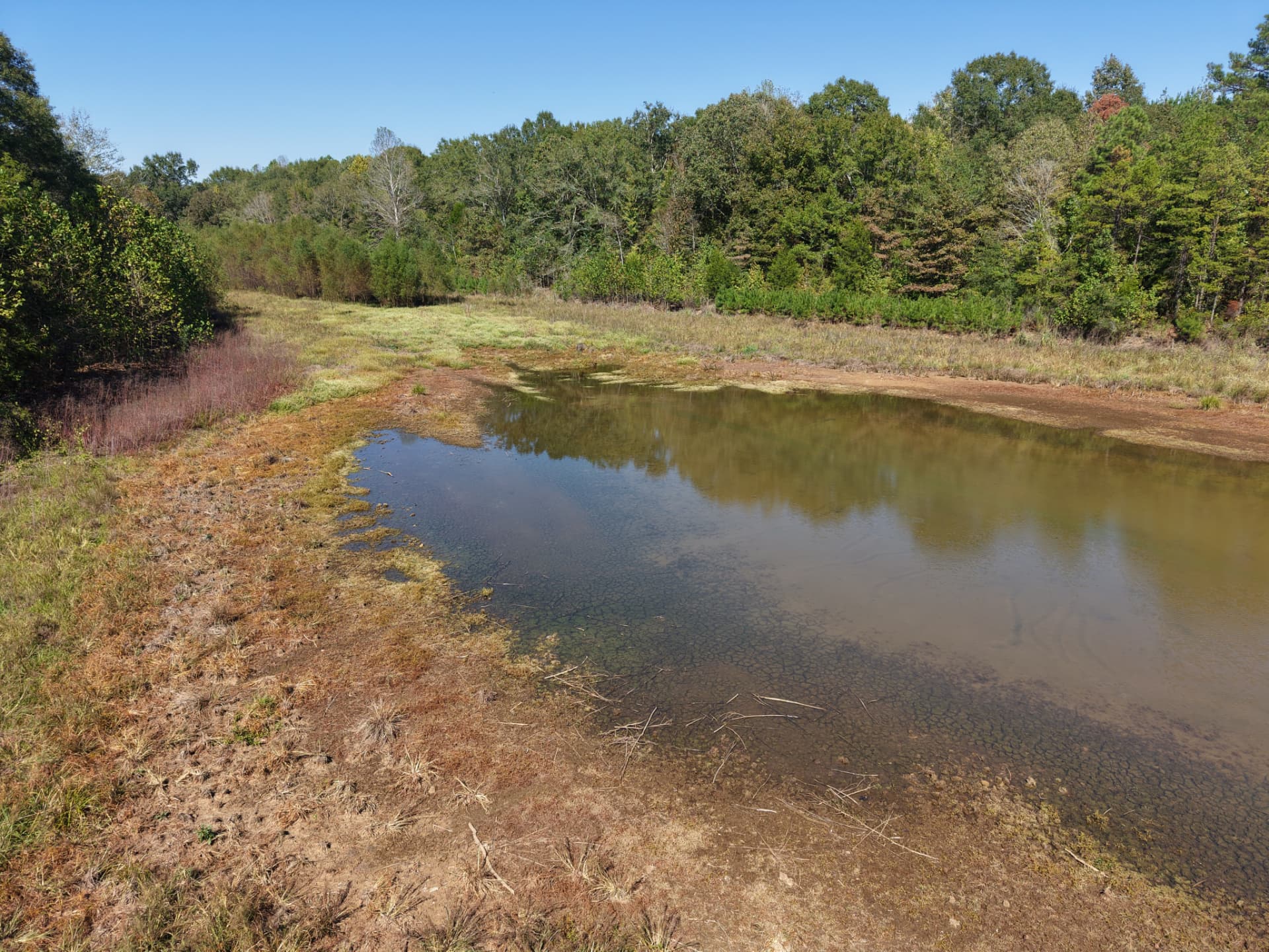 Ground-level view of the pond's open edge and native grasses