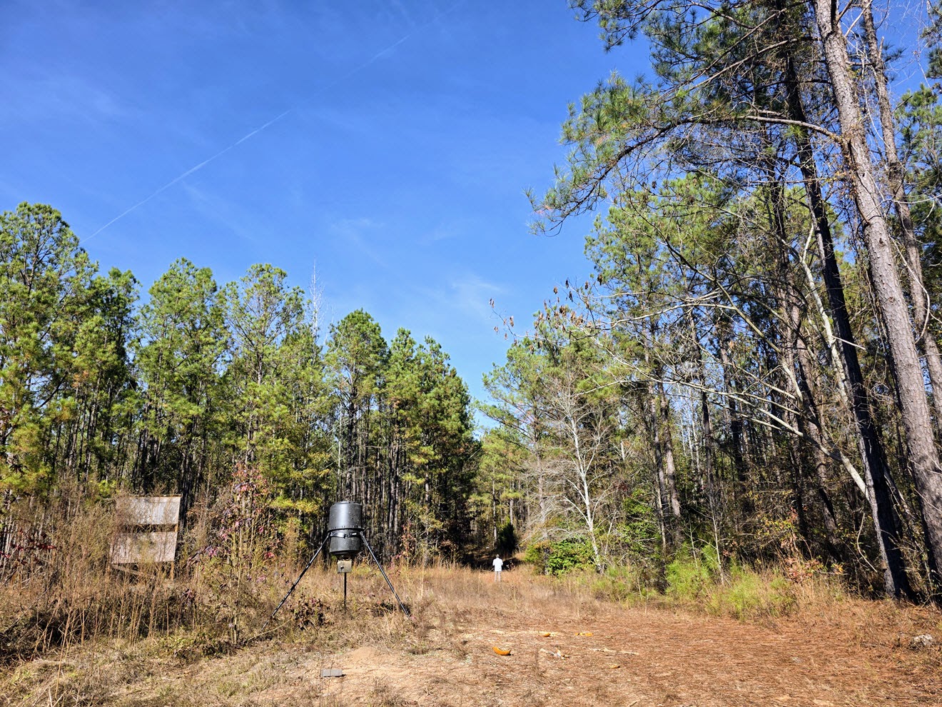 Wildlife feeder and stand at a woodland opening at North Perry 130 Tract, Perry County, Alabama