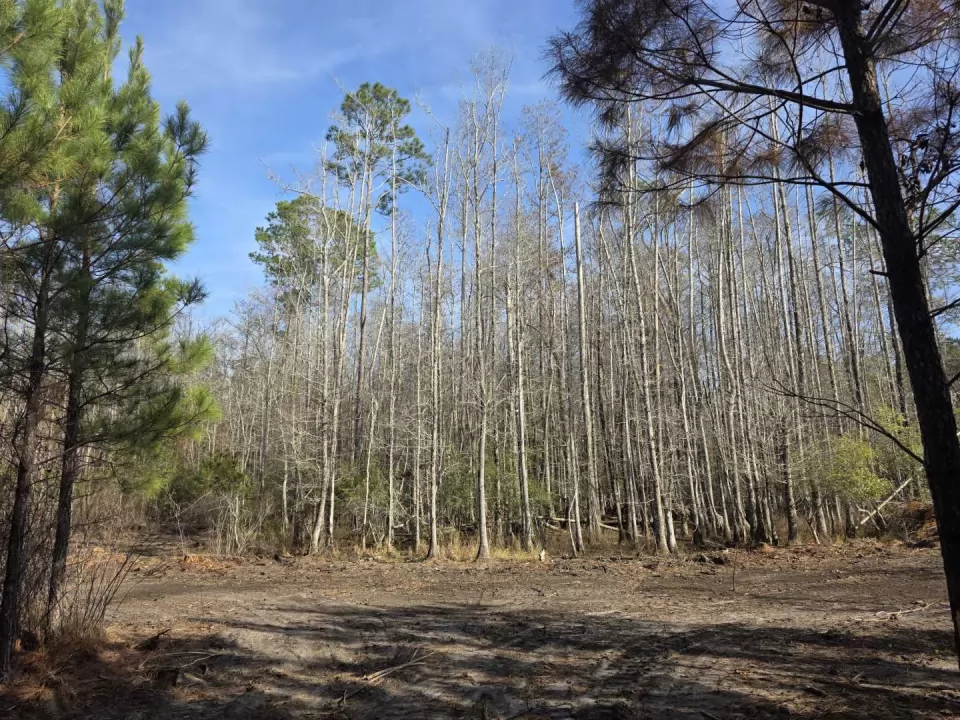 Cleared opening bordered by dormant hardwoods at West Pines