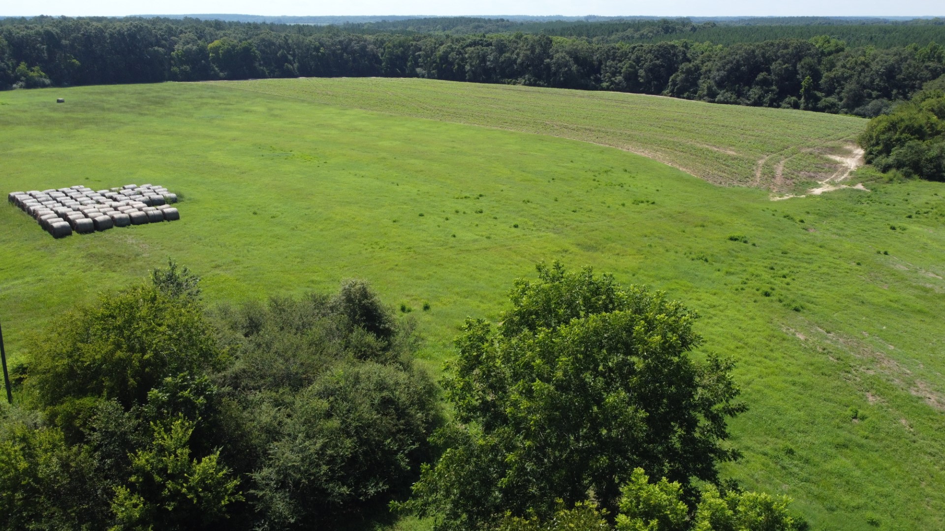 Aerial of a large group of round hay bales in the open ground, dense timber along the edge