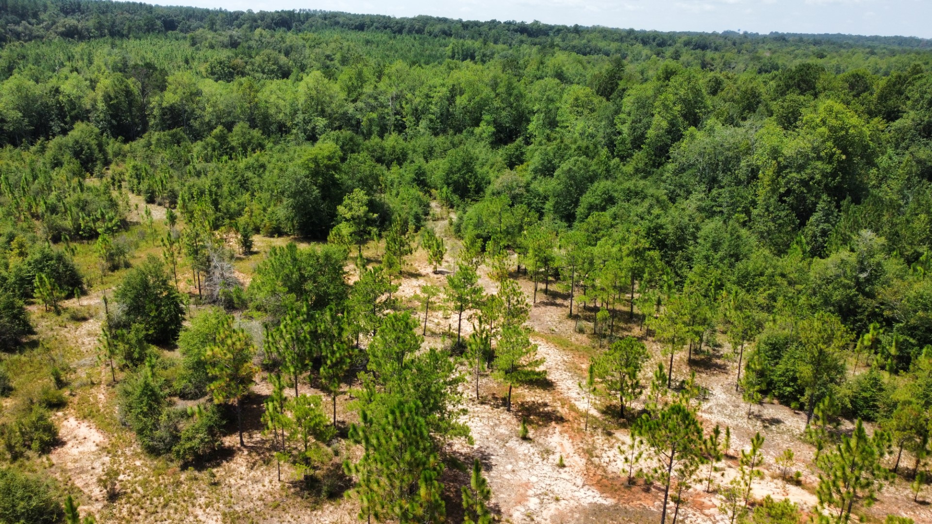 Aerial over planted longleaf pine rows