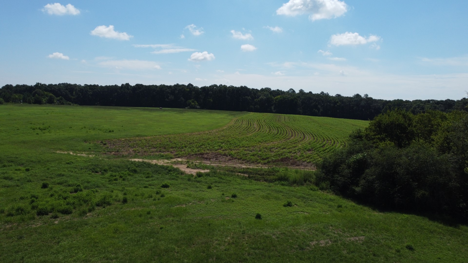 Aerial of pasture and a curved row-crop field with timber on both sides