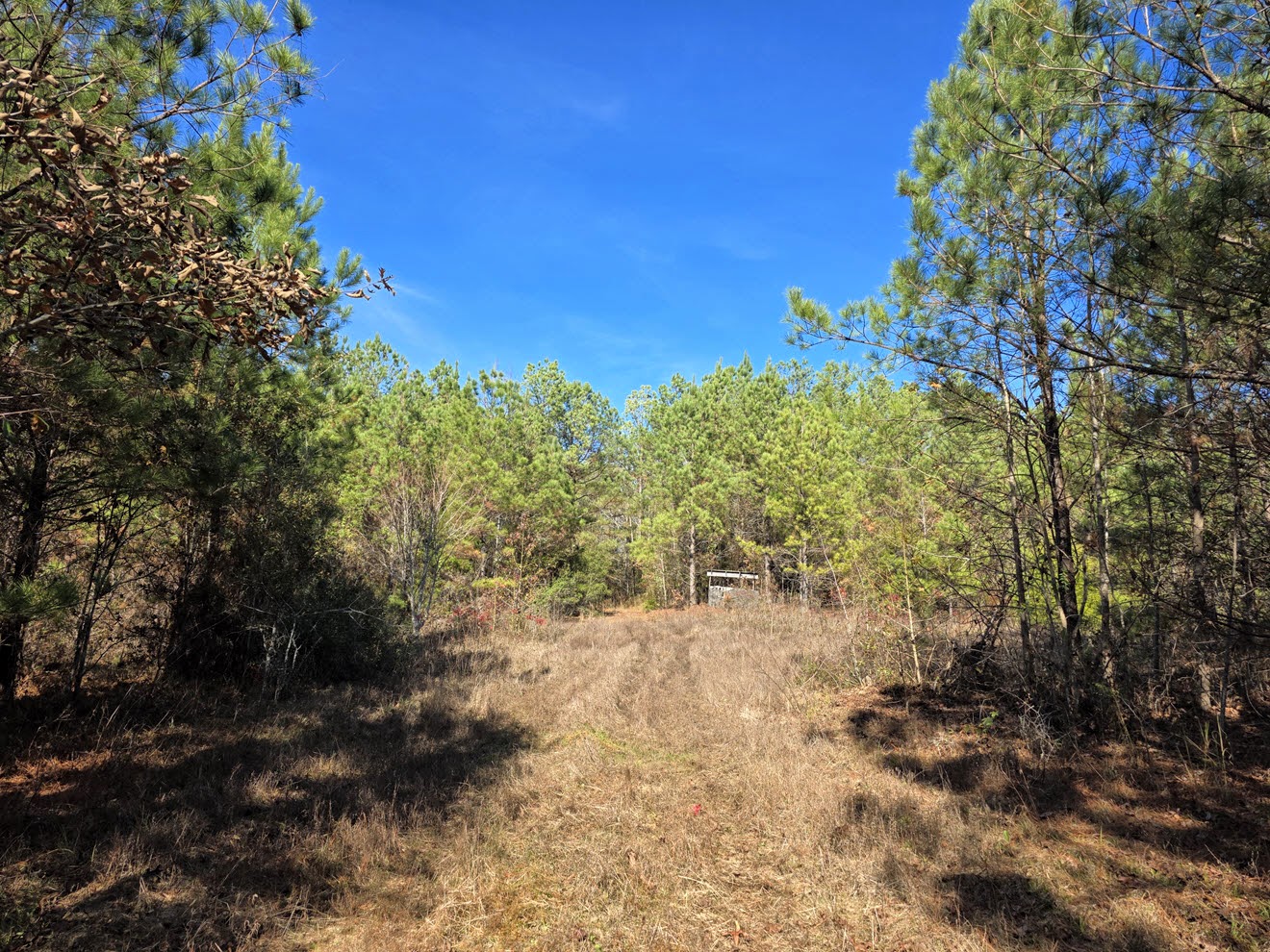 Woodland opening leading into a food plot at North Perry 130 Tract, Perry County, Alabama