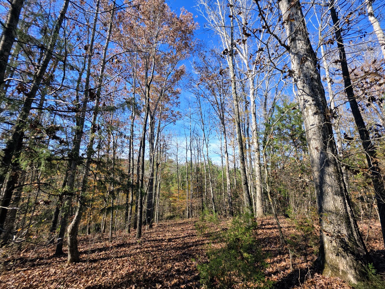 Mature hardwoods on gently rolling woodland at North Perry 130 Tract, Perry County, Alabama