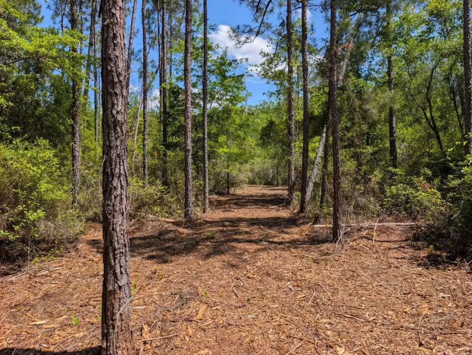 Trail cut through pine timber at Owl Crossing