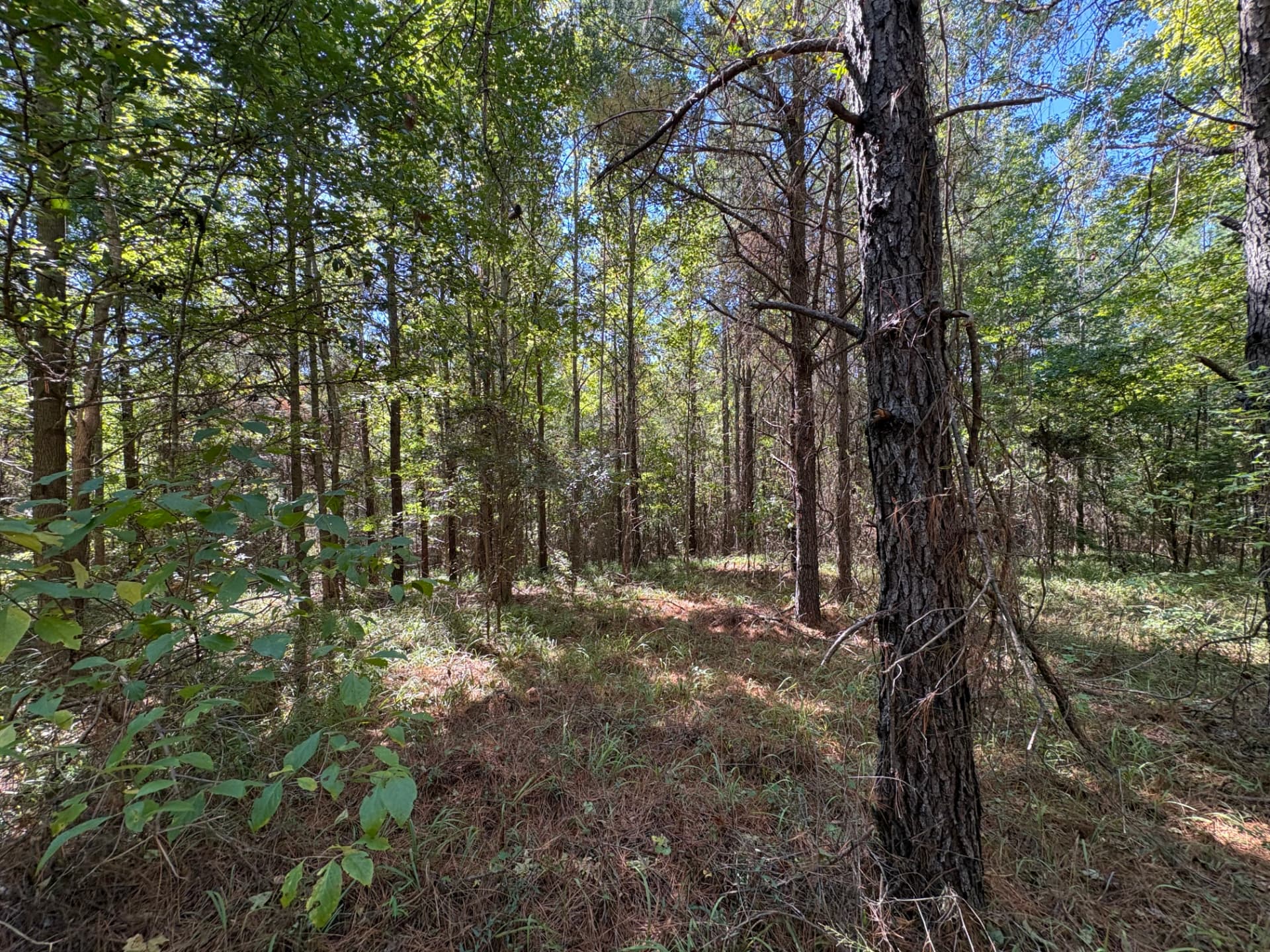 Open woods along a gentle slope