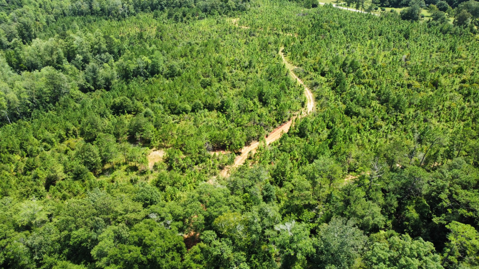 Aerial of a trail winding through hardwoods and pines