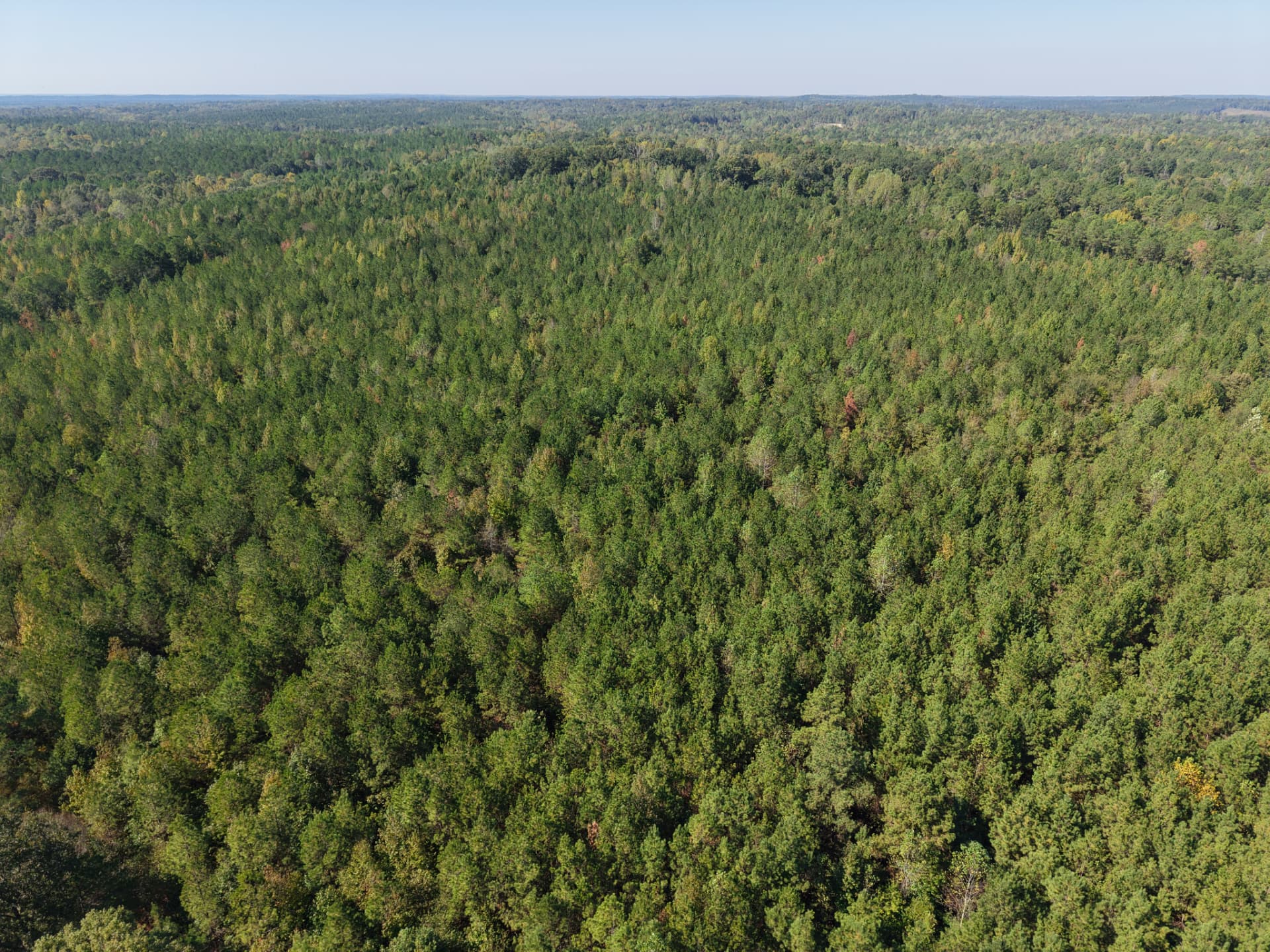 Pine canopy stretching to the horizon on the South McKinley Tract