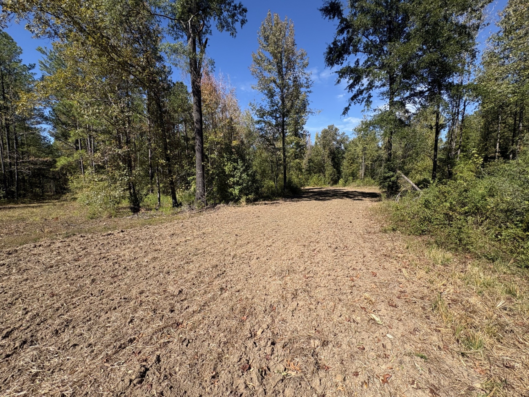 Prepared food plot through mature timber at Flatwood 40 Tract, Marengo County, Alabama