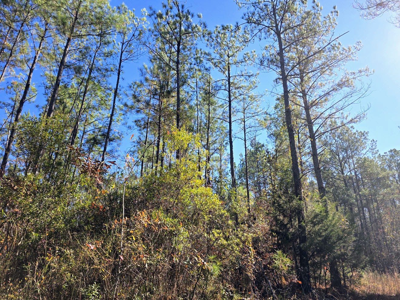 Tall merchantable pines above a natural understory at North Perry 130 Tract, Perry County, Alabama