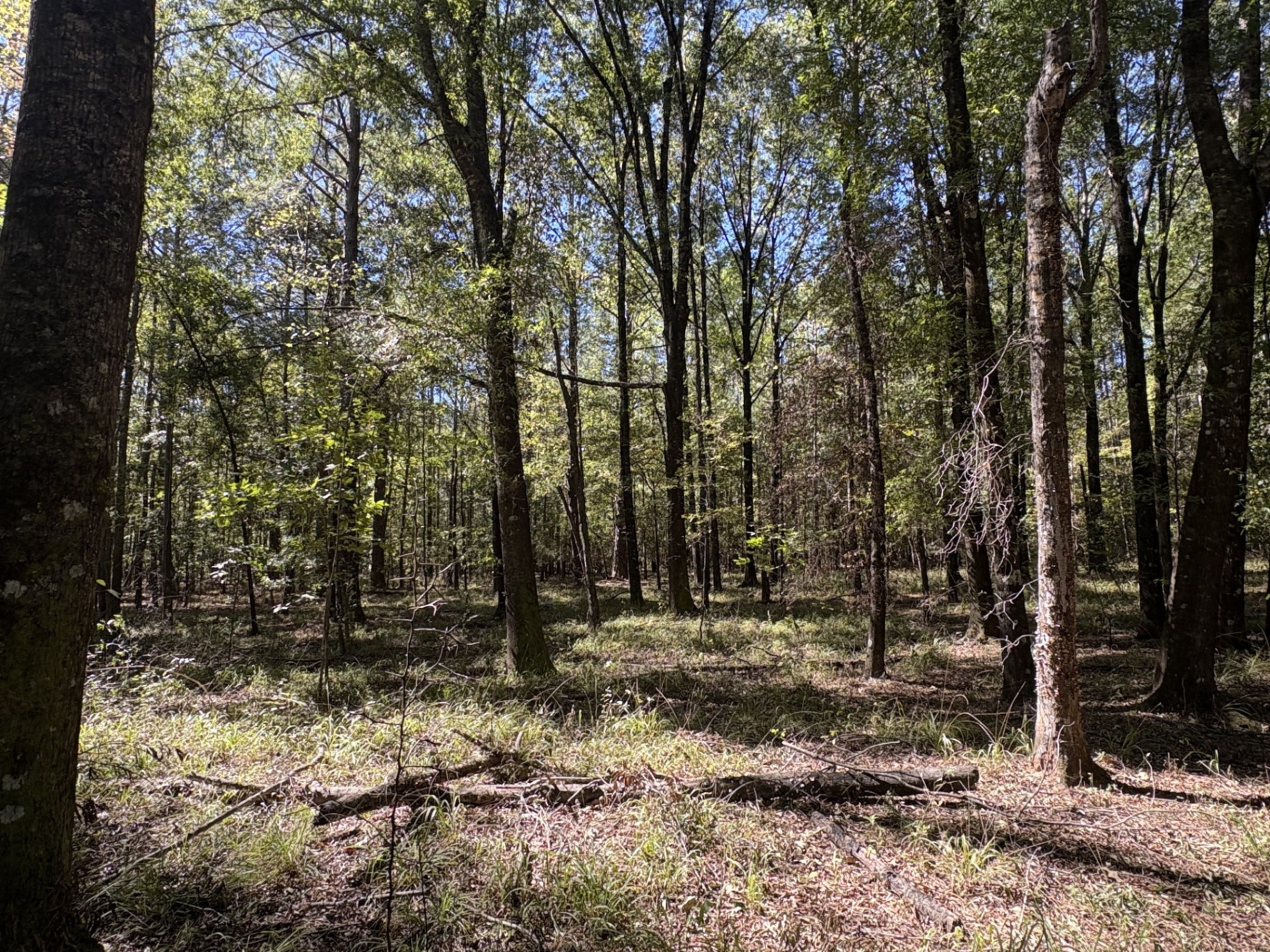 Mature trees and open woodland floor at Flatwood 40 Tract, Marengo County, Alabama
