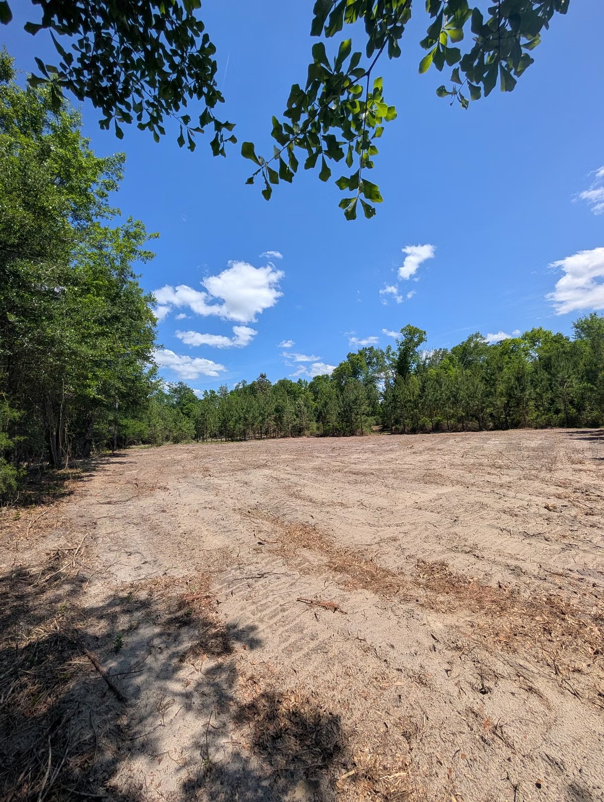 Cleared, flat homesite at the north end of Cypress Pines Mini Farm bordered by young pines