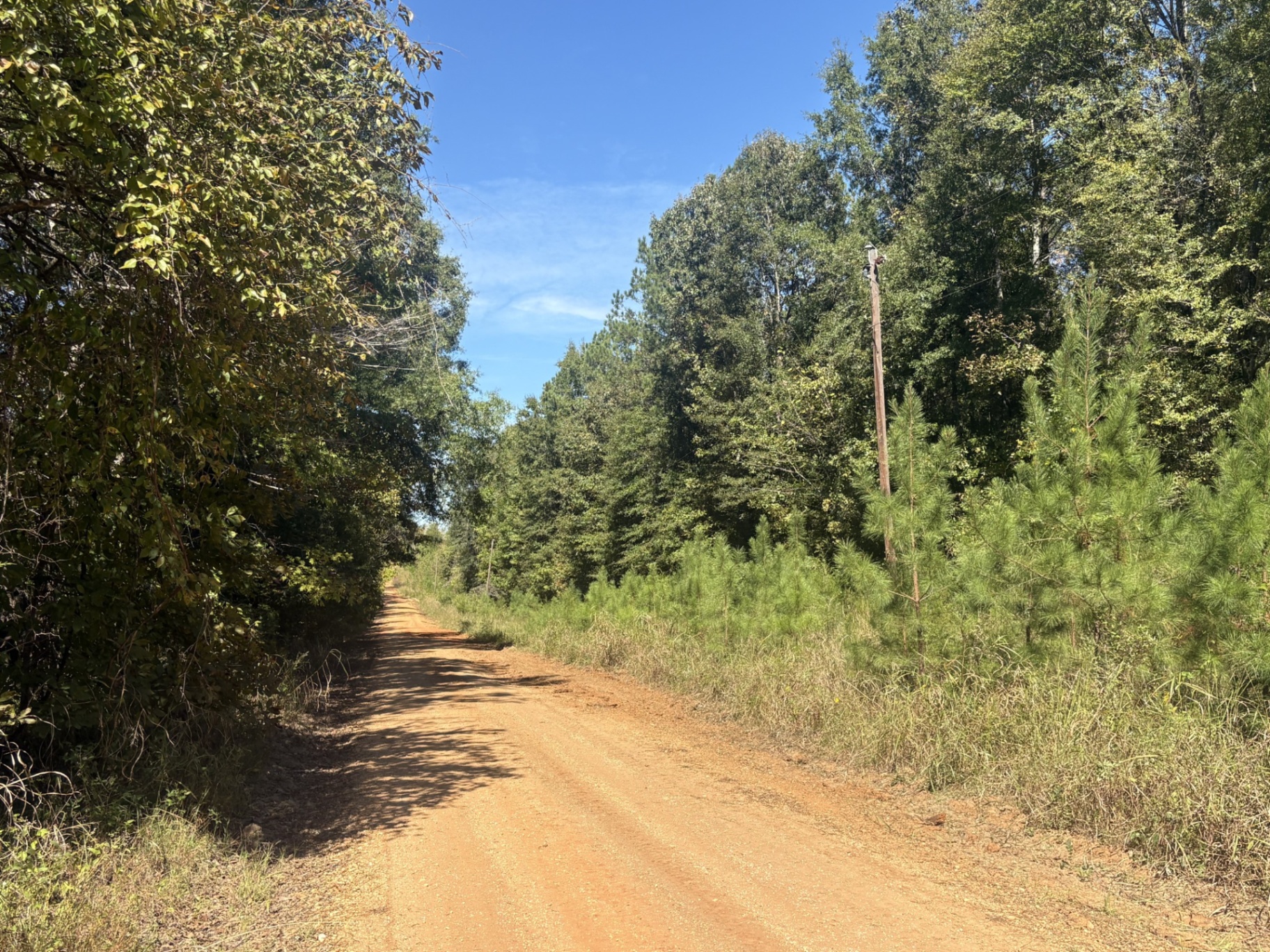 Dirt-road approach through timber at Flatwood 40 Tract, Marengo County, Alabama