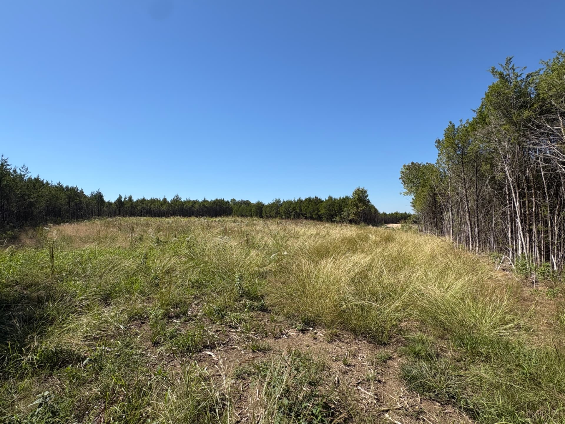 Tall native grass in an open corridor beside the timber