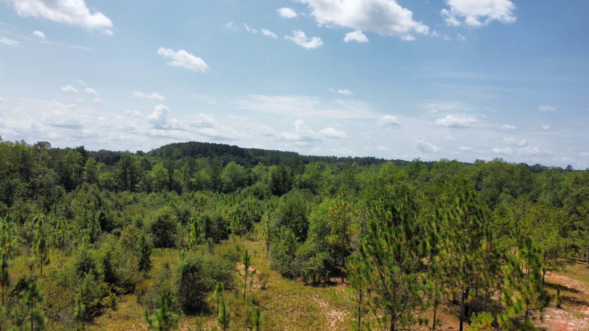 Aerial of young longleaf pine stands across rolling land