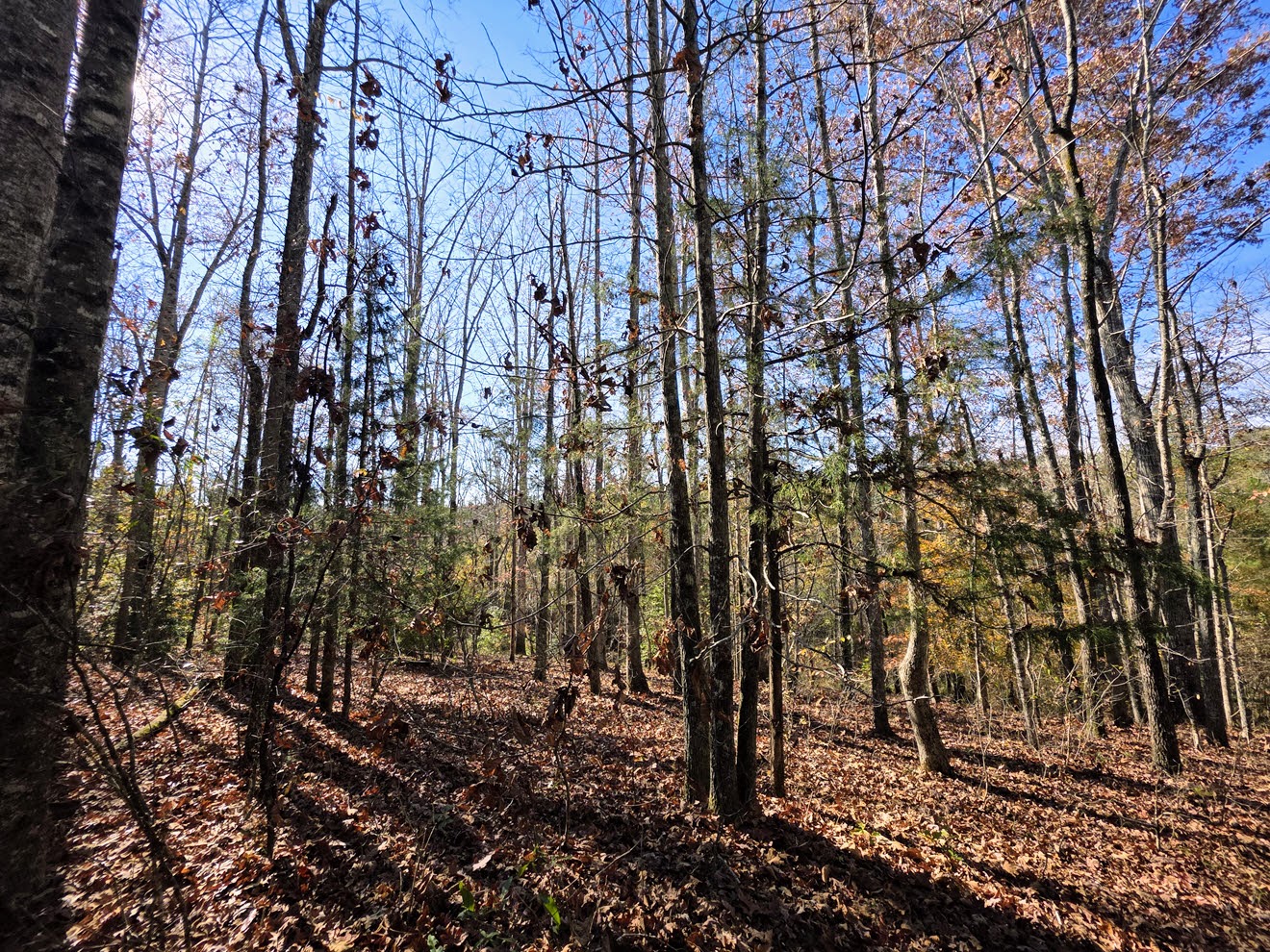 Open hardwood understory with fall leaves at North Perry 130 Tract, Perry County, Alabama