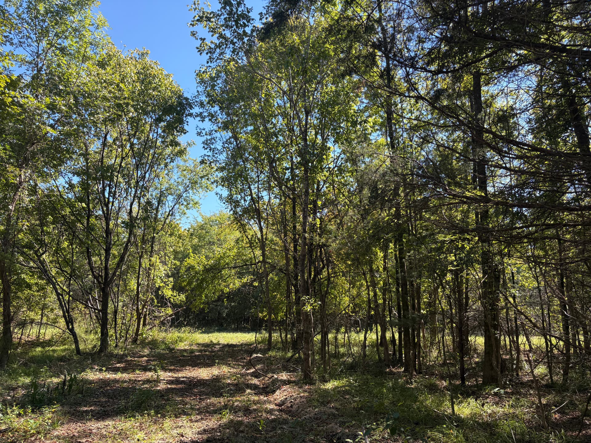 Open hardwood understory with dappled light on an internal trail