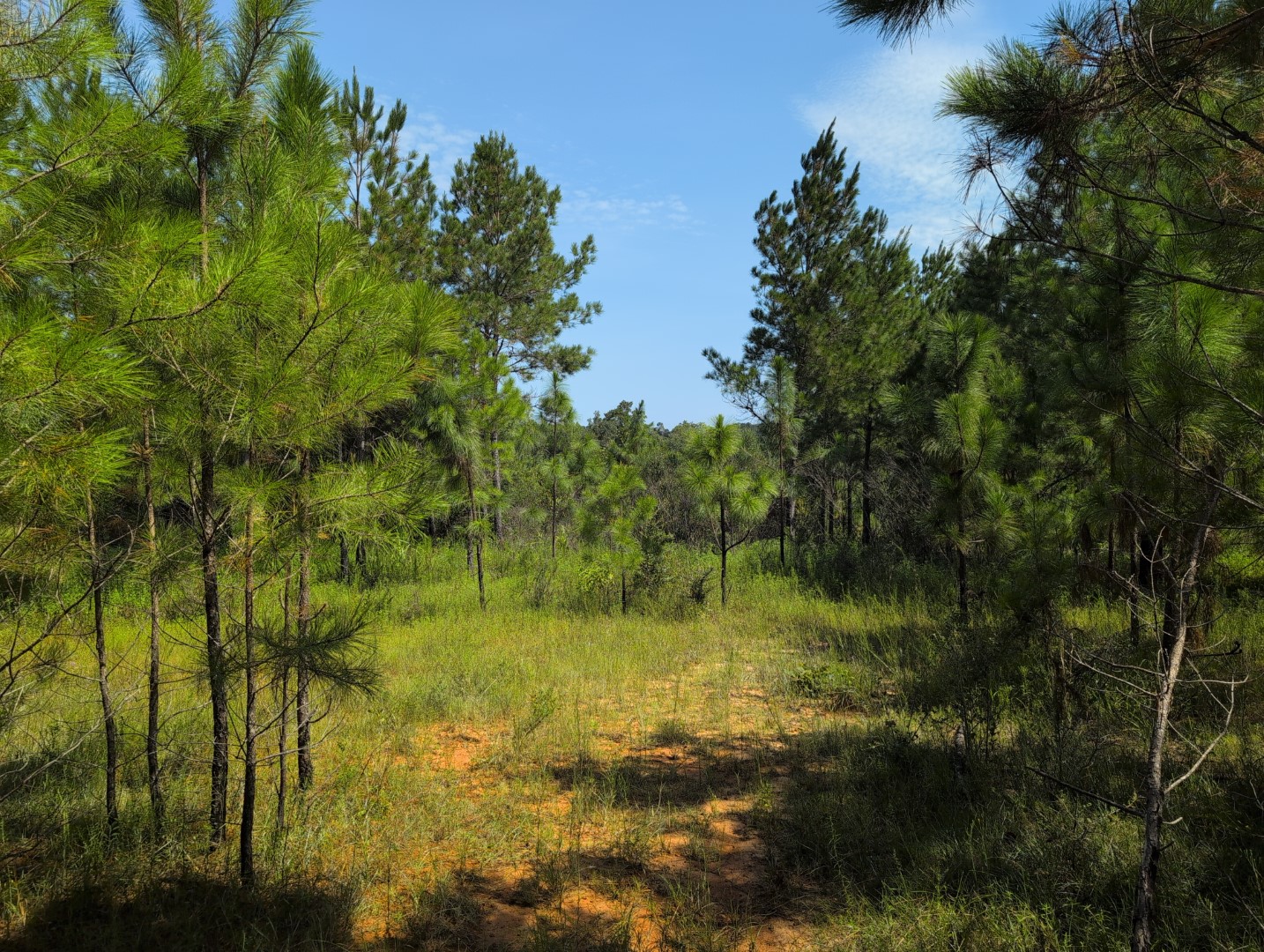Pines along an open trail