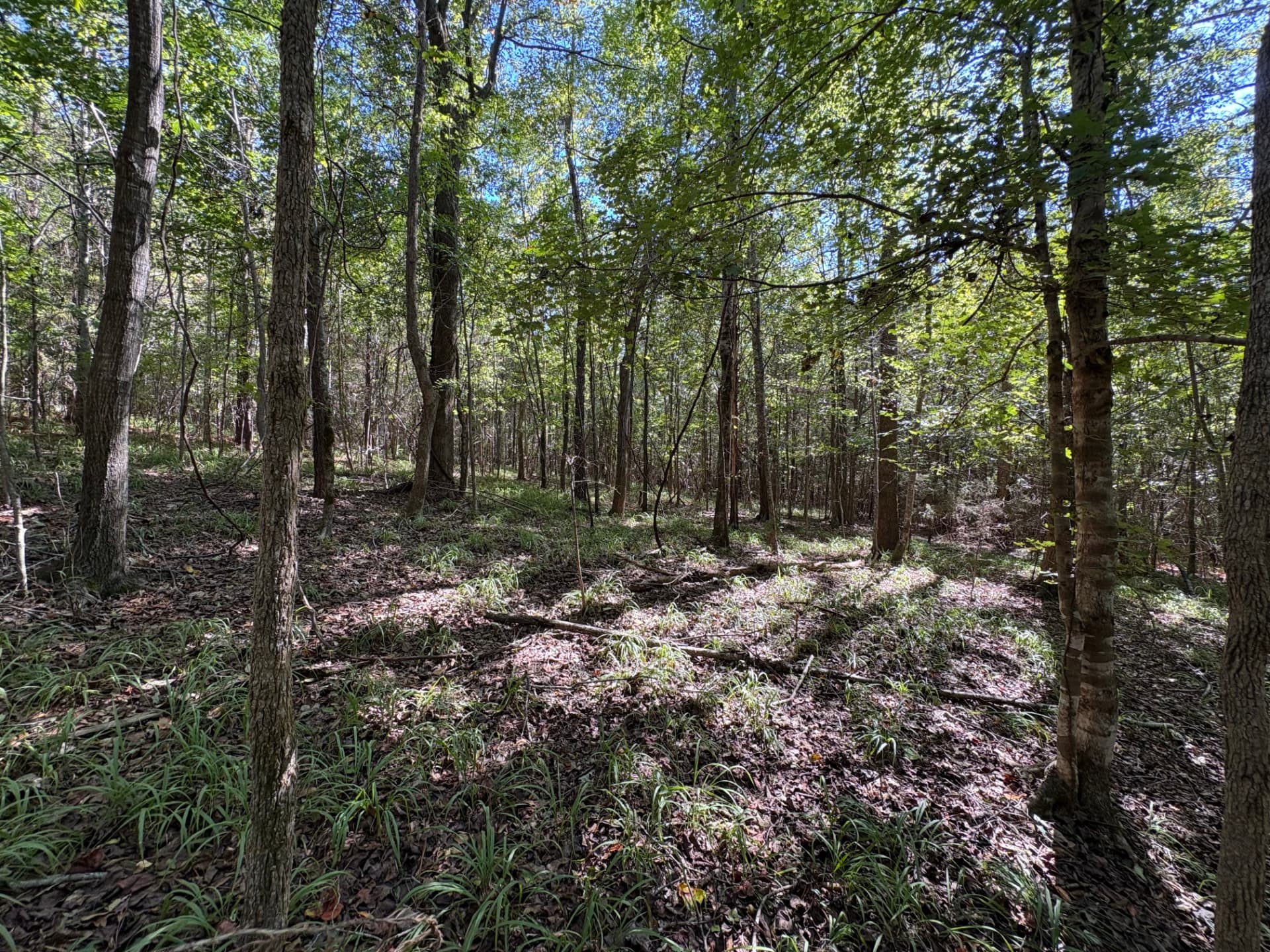 Hardwoods lining the drainage corridor