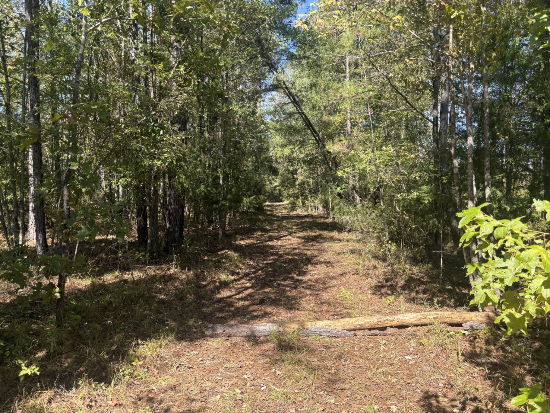 Shaded internal woodland trail at Flatwood 40 Tract, Marengo County, Alabama