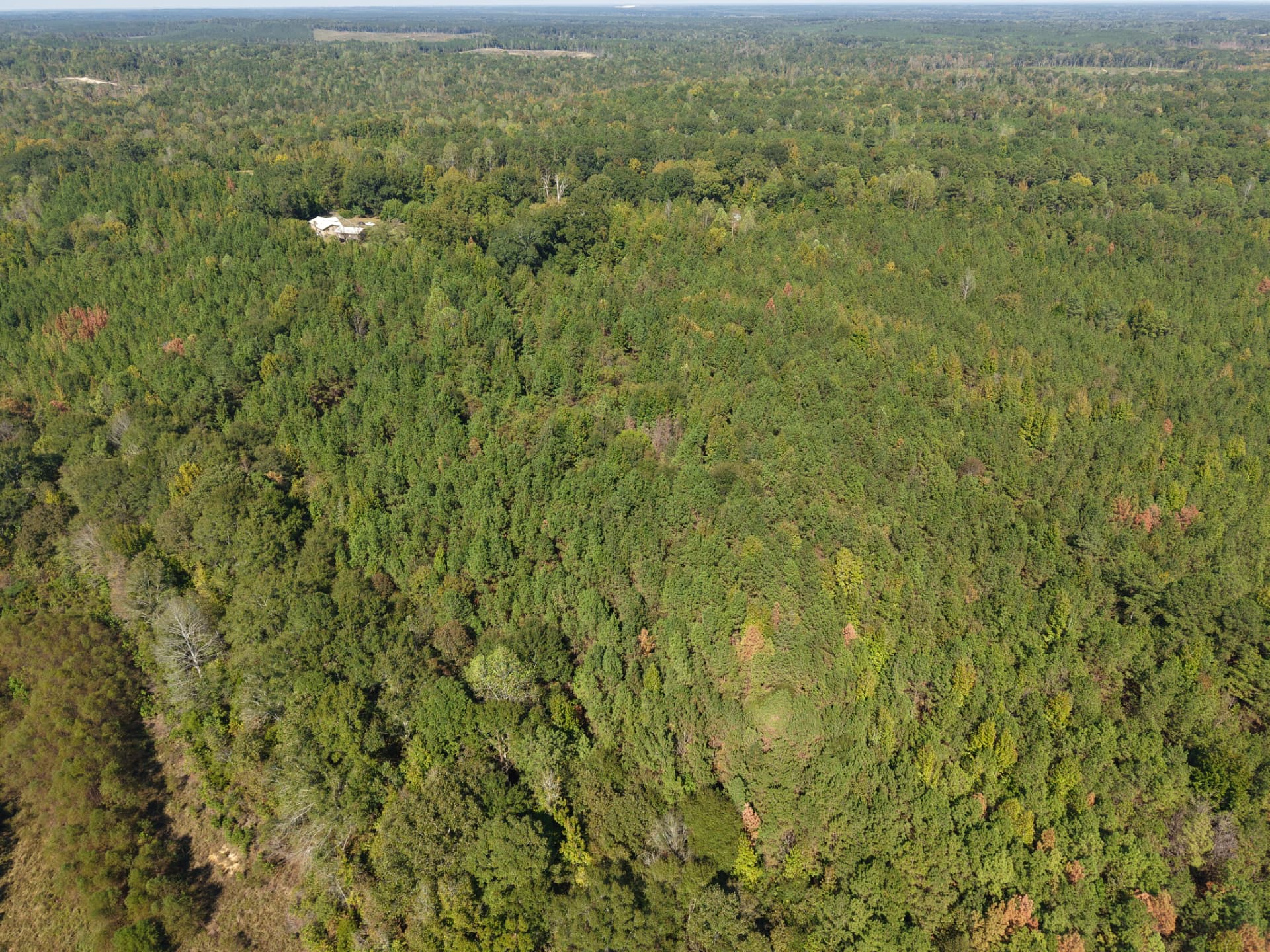 Aerial of dense pine timber along paved County Road 38