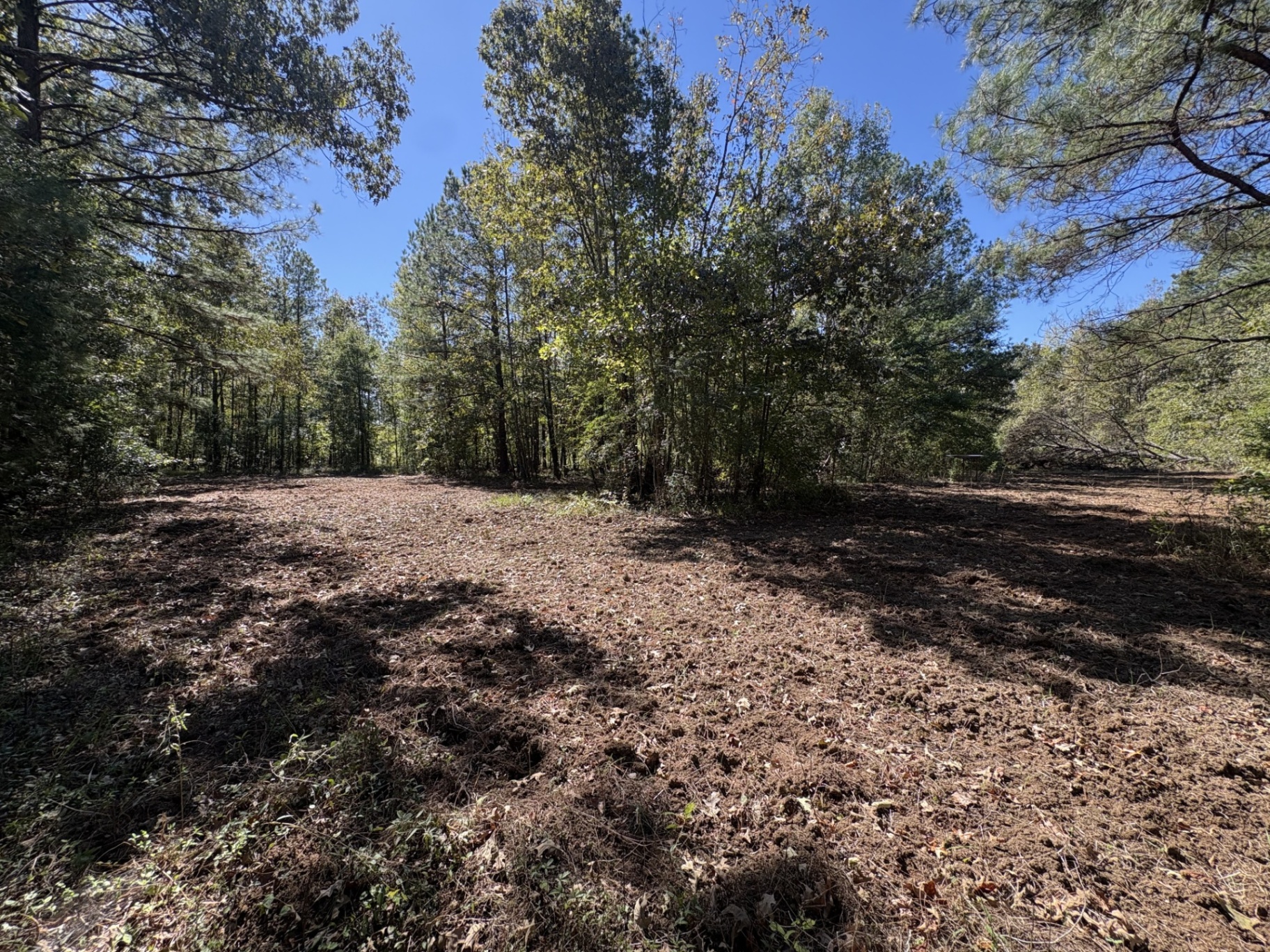 Prepared hunting opening among mature trees at Flatwood 40 Tract, Marengo County, Alabama