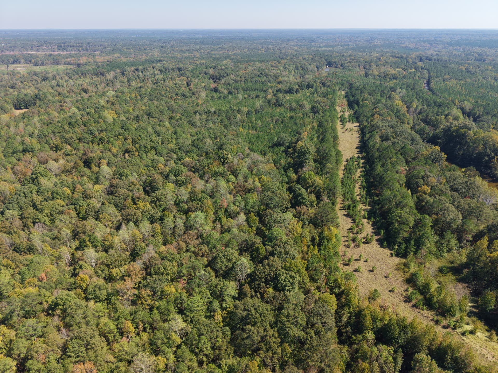 Wide aerial of mixed pine and hardwood timber with the runway opening running through it