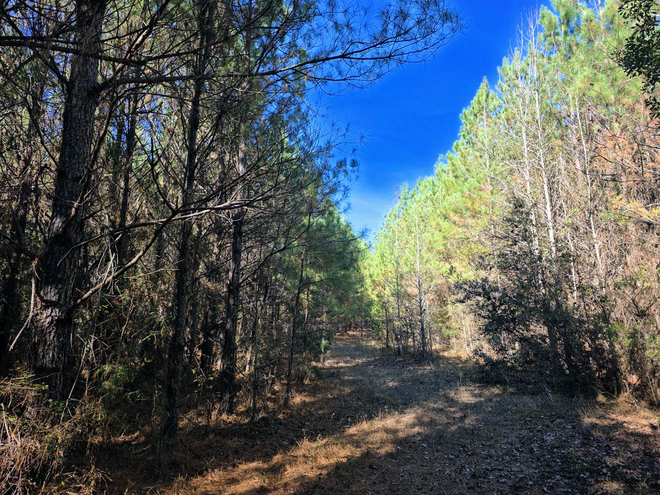 Internal road entering pine and hardwood timber at North Perry 130 Tract, Perry County, Alabama