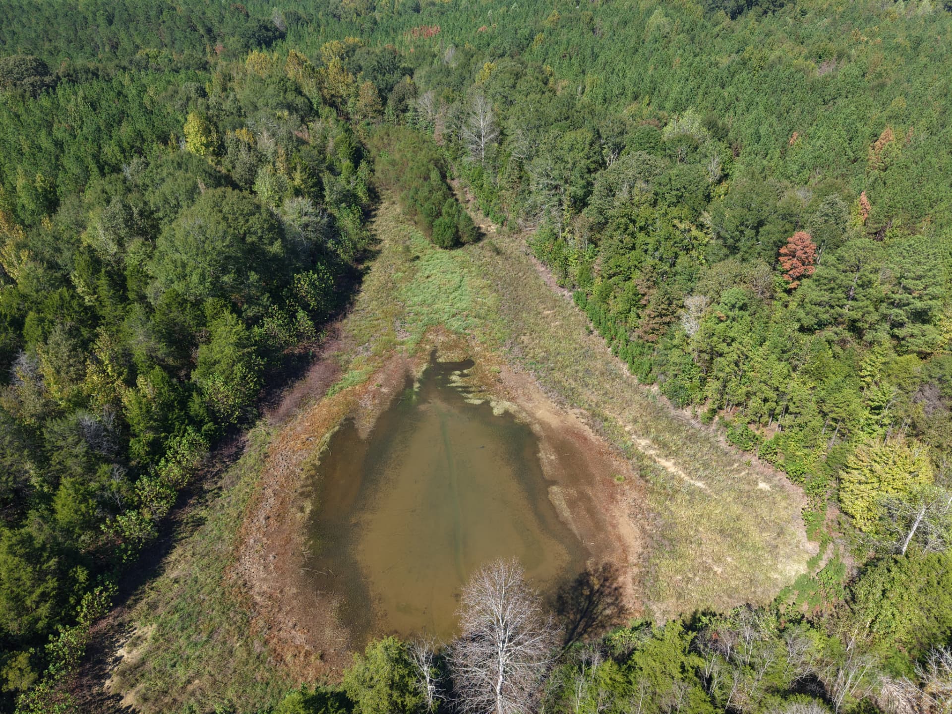 Overhead aerial of the pond and surrounding trees