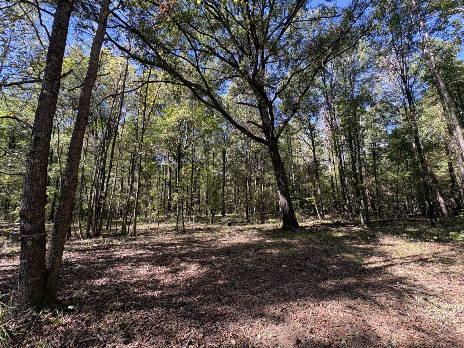 Open hardwood understory at Flatwood 40 Tract, Marengo County, Alabama