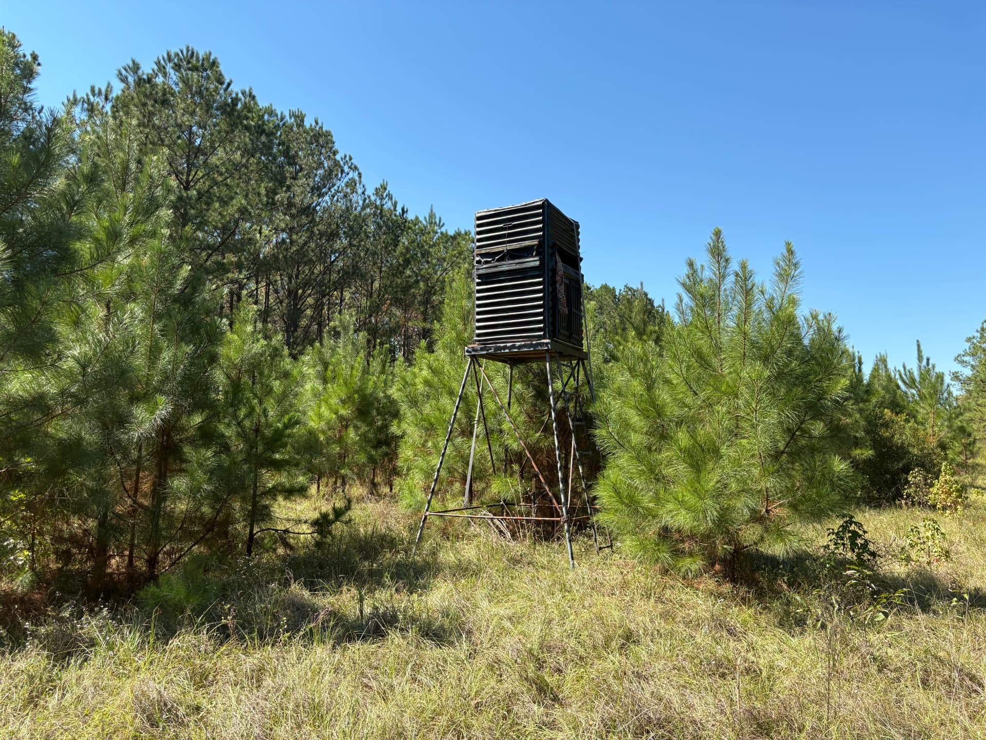 Box blind set among young pines beside the wildlife opening