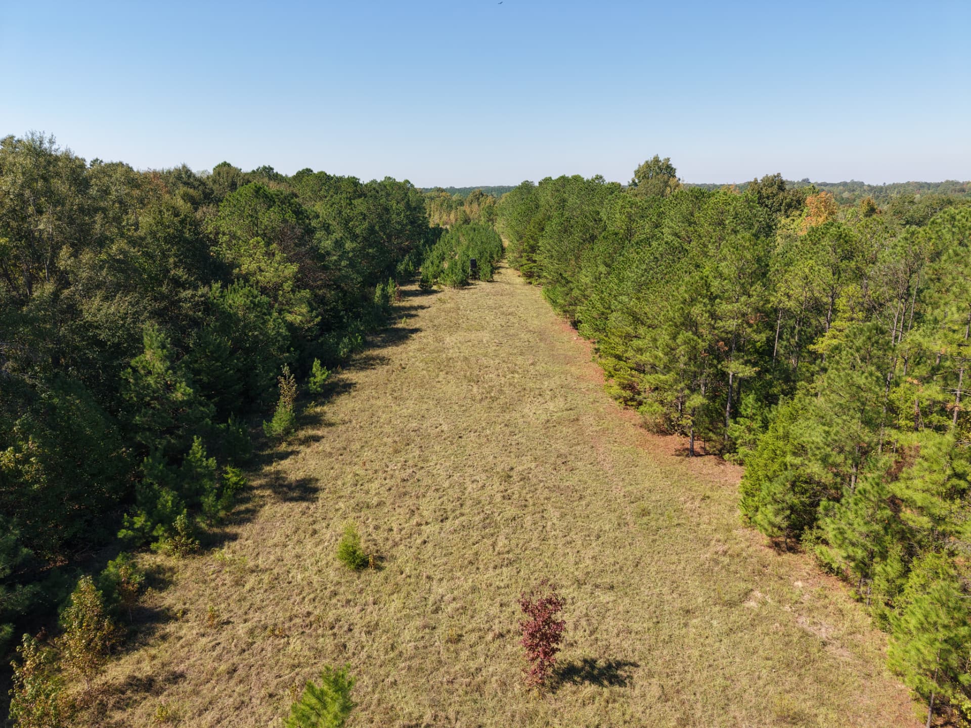 Aerial looking down the roughly 2,000-foot former runway, now a long grassy wildlife opening between pines