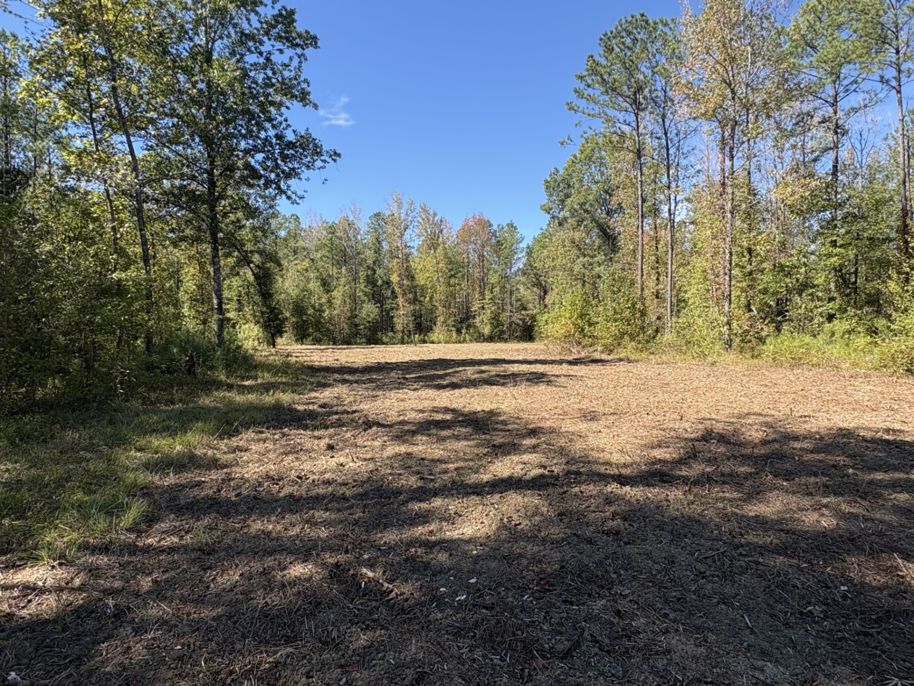 Food plot bordered by mixed hardwoods and pines at Flatwood 40 Tract, Marengo County, Alabama