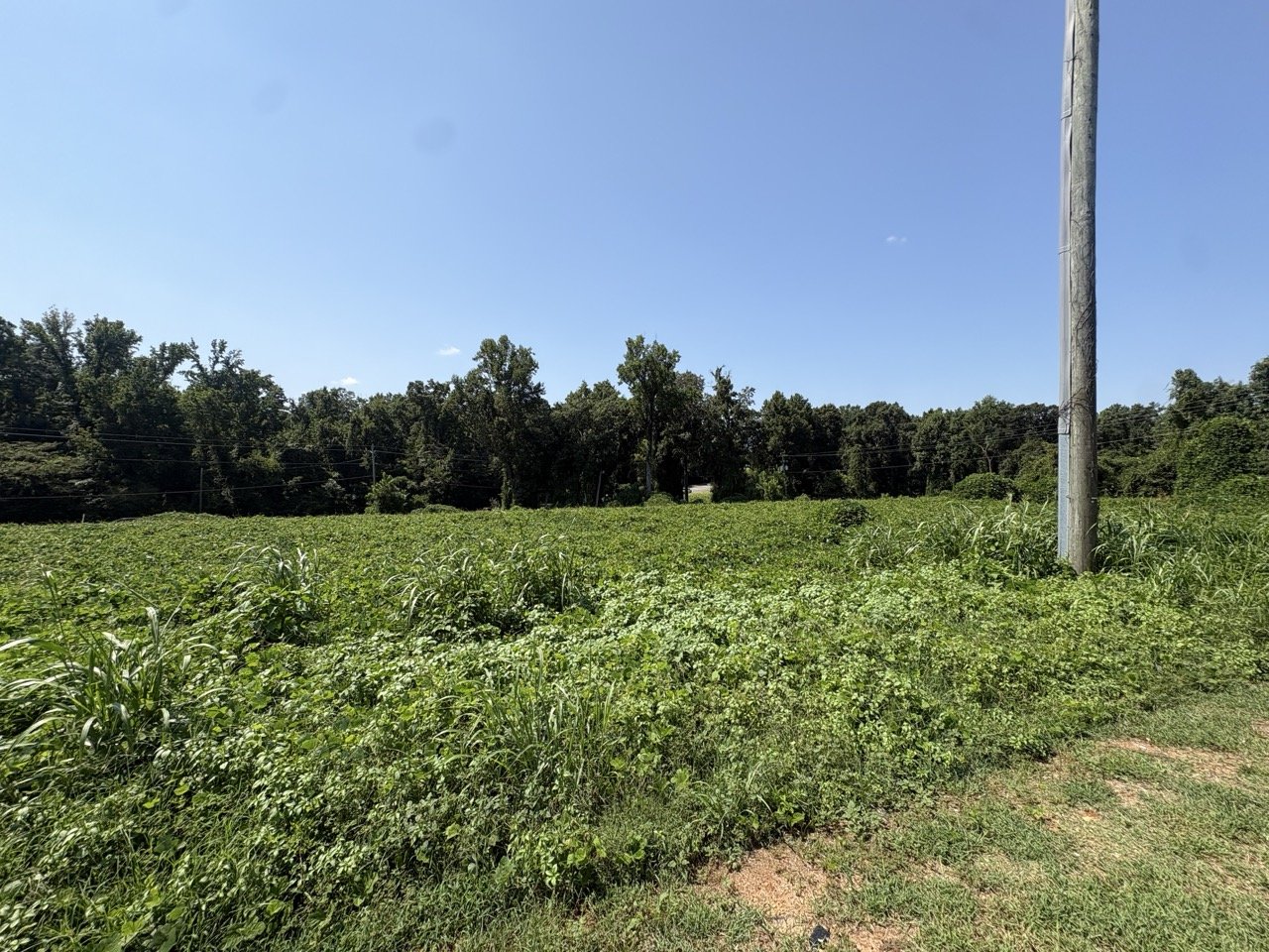 Open ground on the lot sloping toward the treeline
