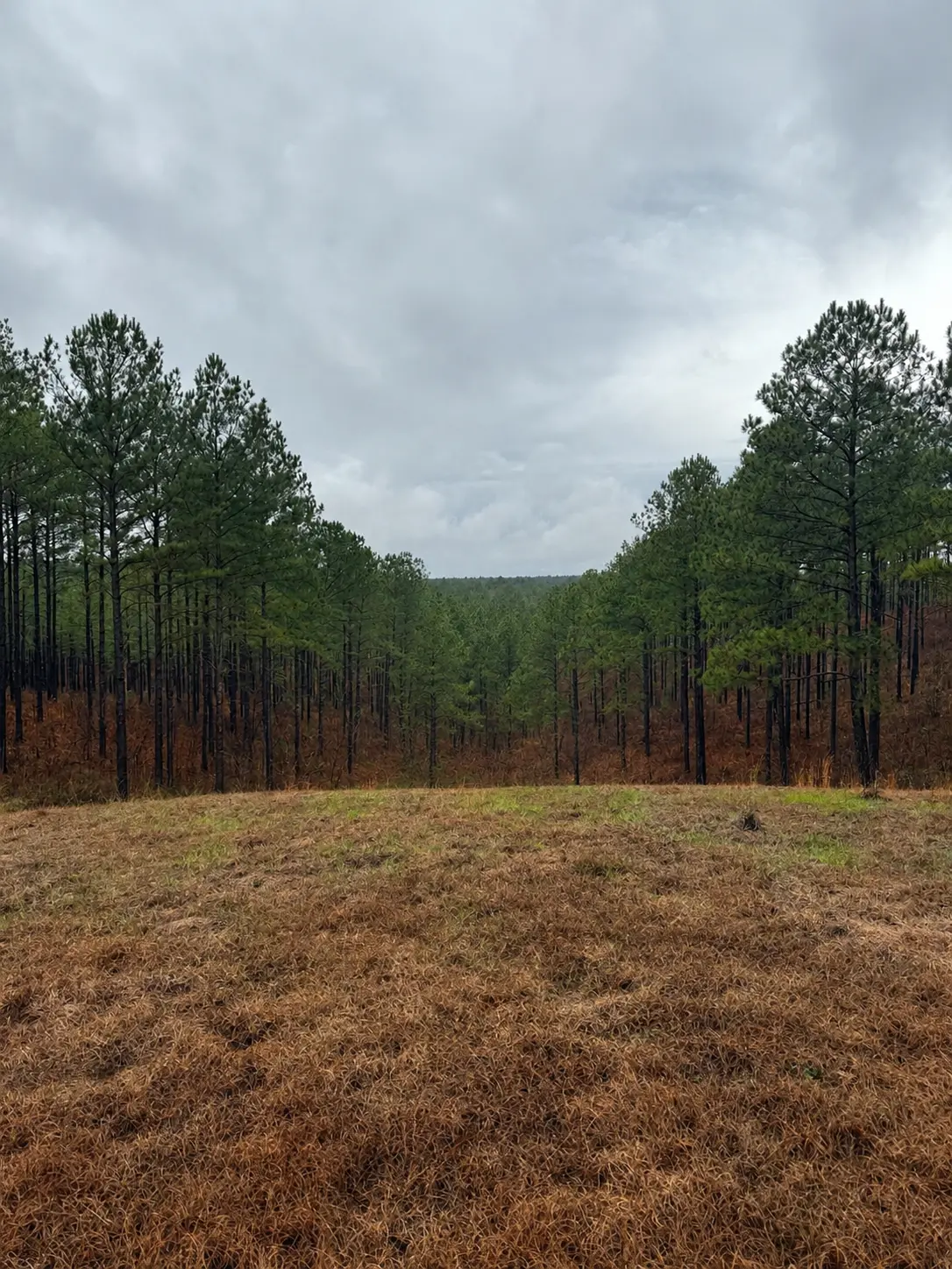 Before the lake: pine forest viewed from the hill at Knight’s Hill